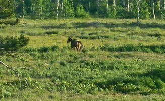 johny R.'s photo of camping with a horse at Franklin Basin Dispersed Camping near Downey, ID