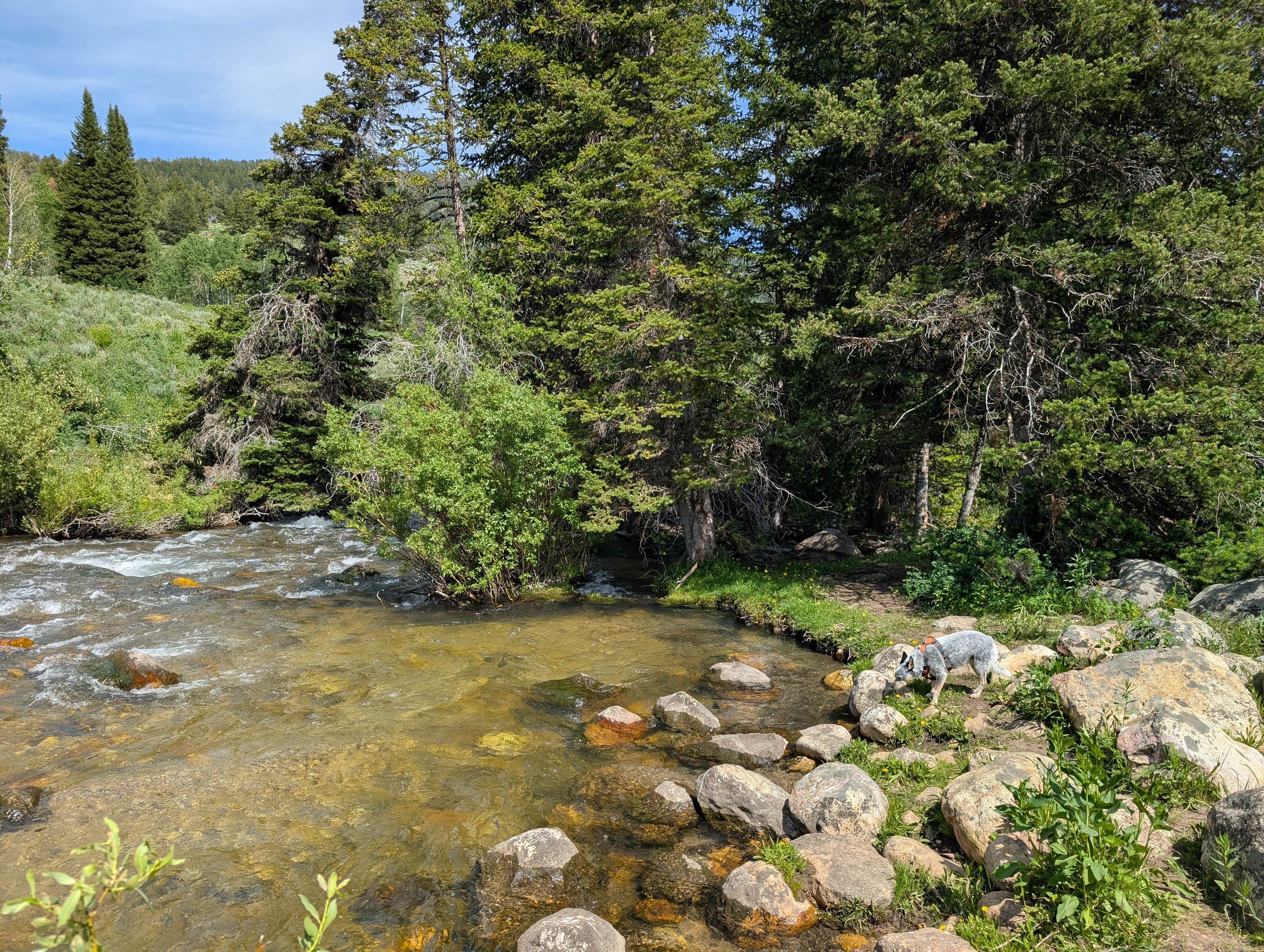 Chris A.'s photo of camping with pets at Franklin Basin Dispersed Camping near Logan, UT
