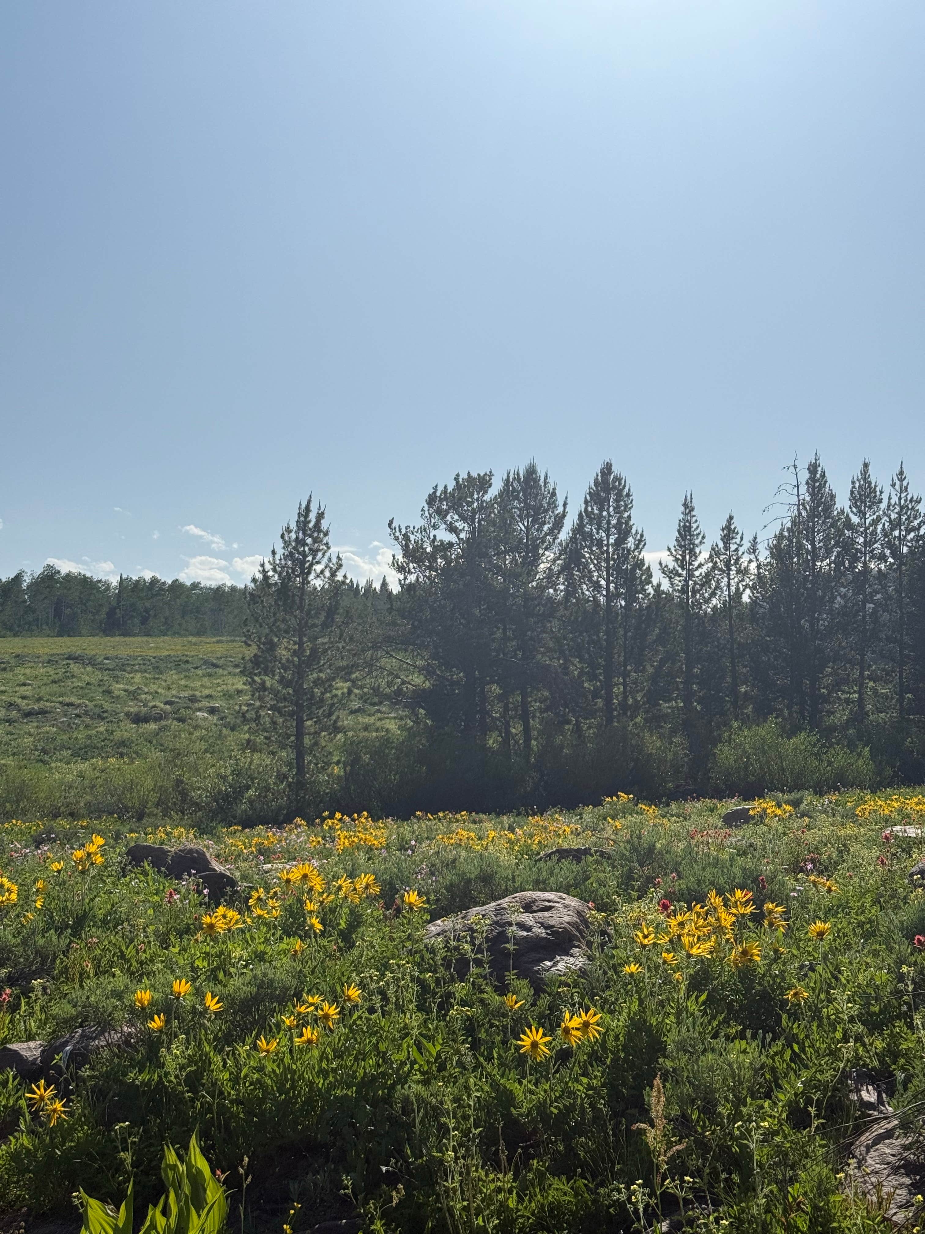 Franklin Basin Dispersed Camping