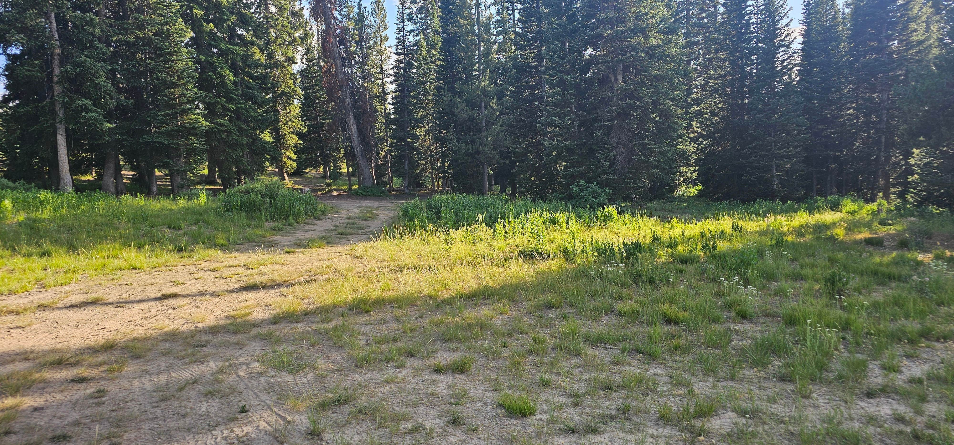 Camper-submitted photo at Franklin Basin Dispersed Camping near Uinta-Wasatch-Cache National Forest