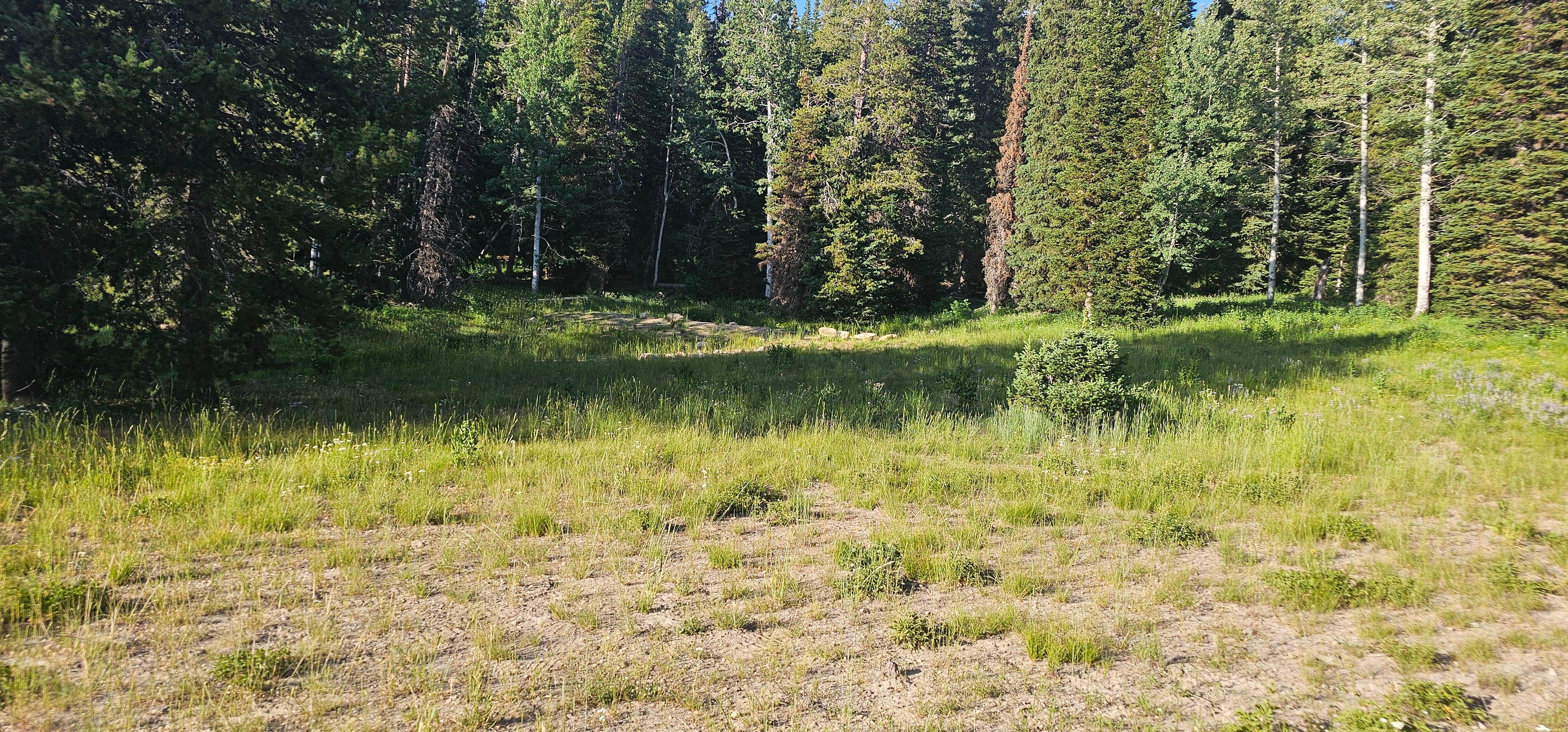 Camper-submitted photo at Franklin Basin Dispersed Camping near Uinta-Wasatch-Cache National Forest