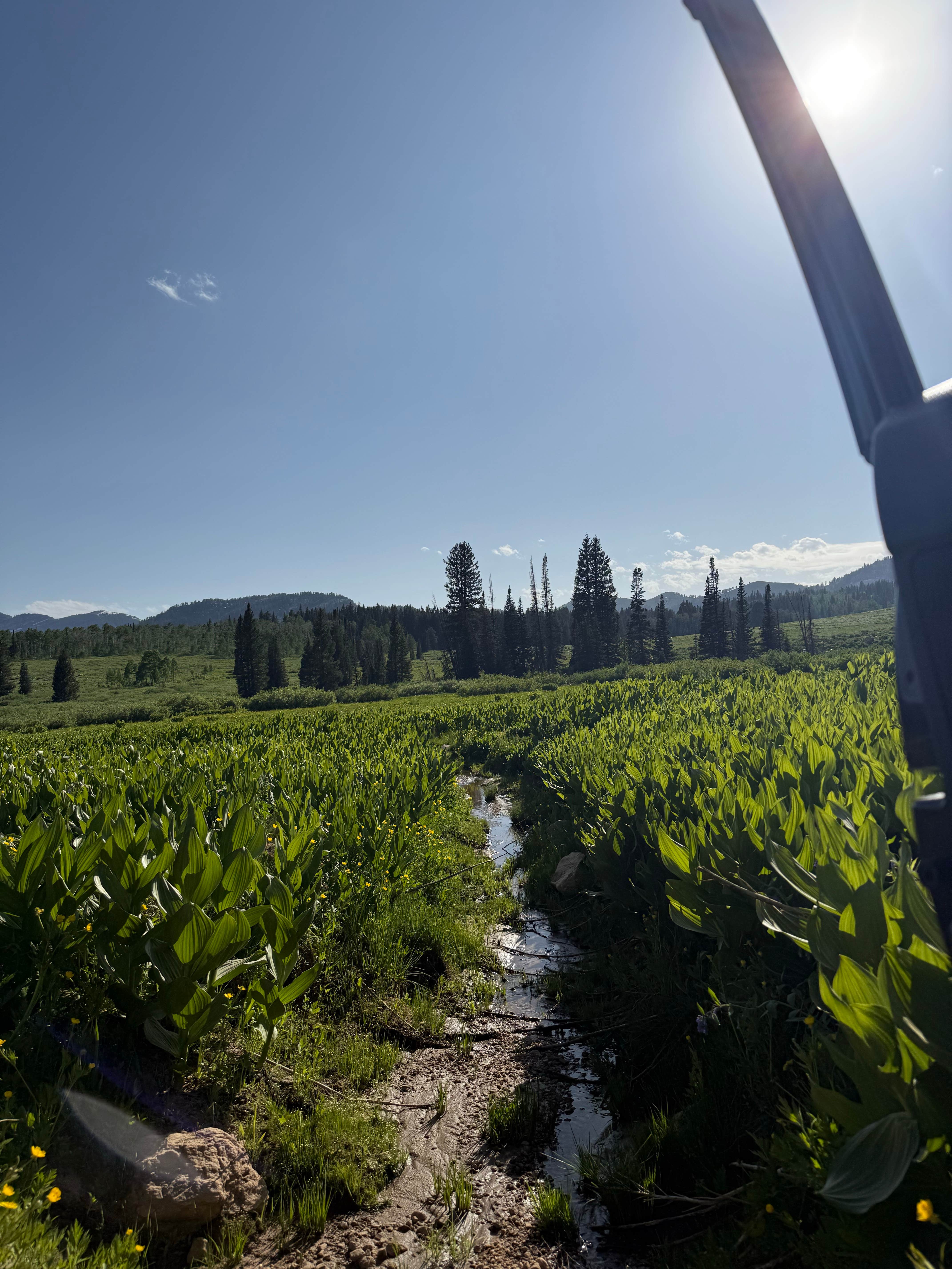 Franklin Basin Dispersed Camping