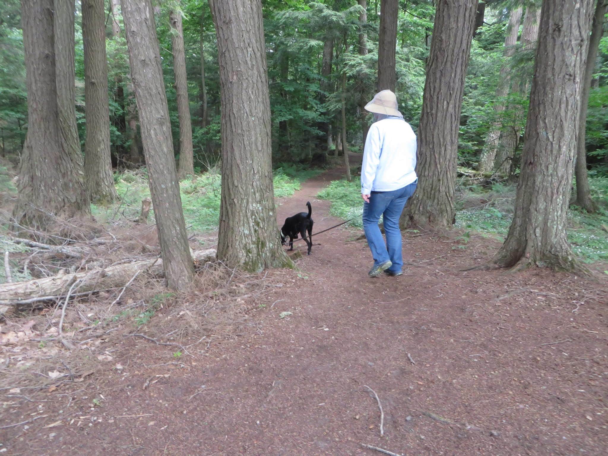 Kay K.'s photo of camping with pets at Franklin Lake near Summit Lake, WI