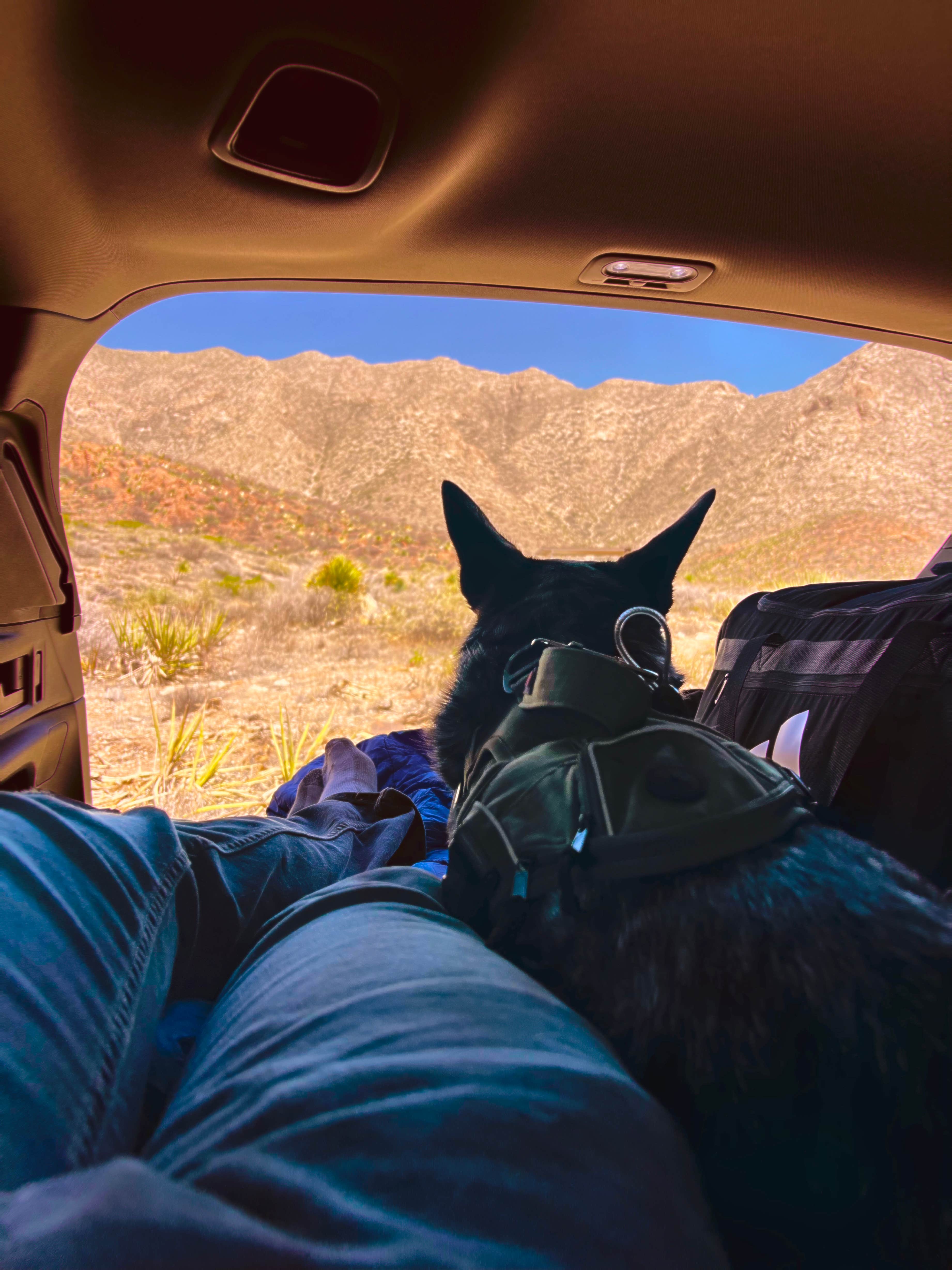 Coy B.'s photo of camping with pets at Franklin Mountains State Park Campground near Sunland Park, NM