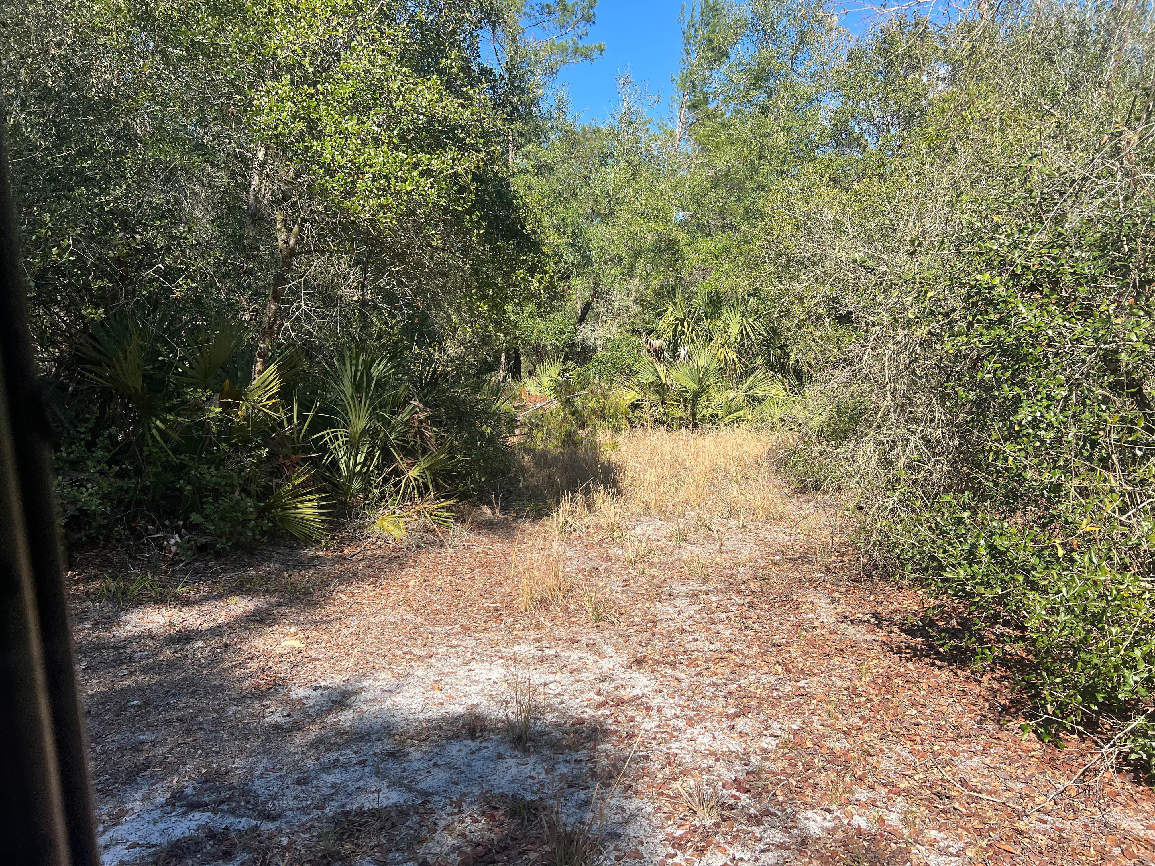 Camper-submitted photo at Freak Creek Dispersed Camping near Orange City, FL