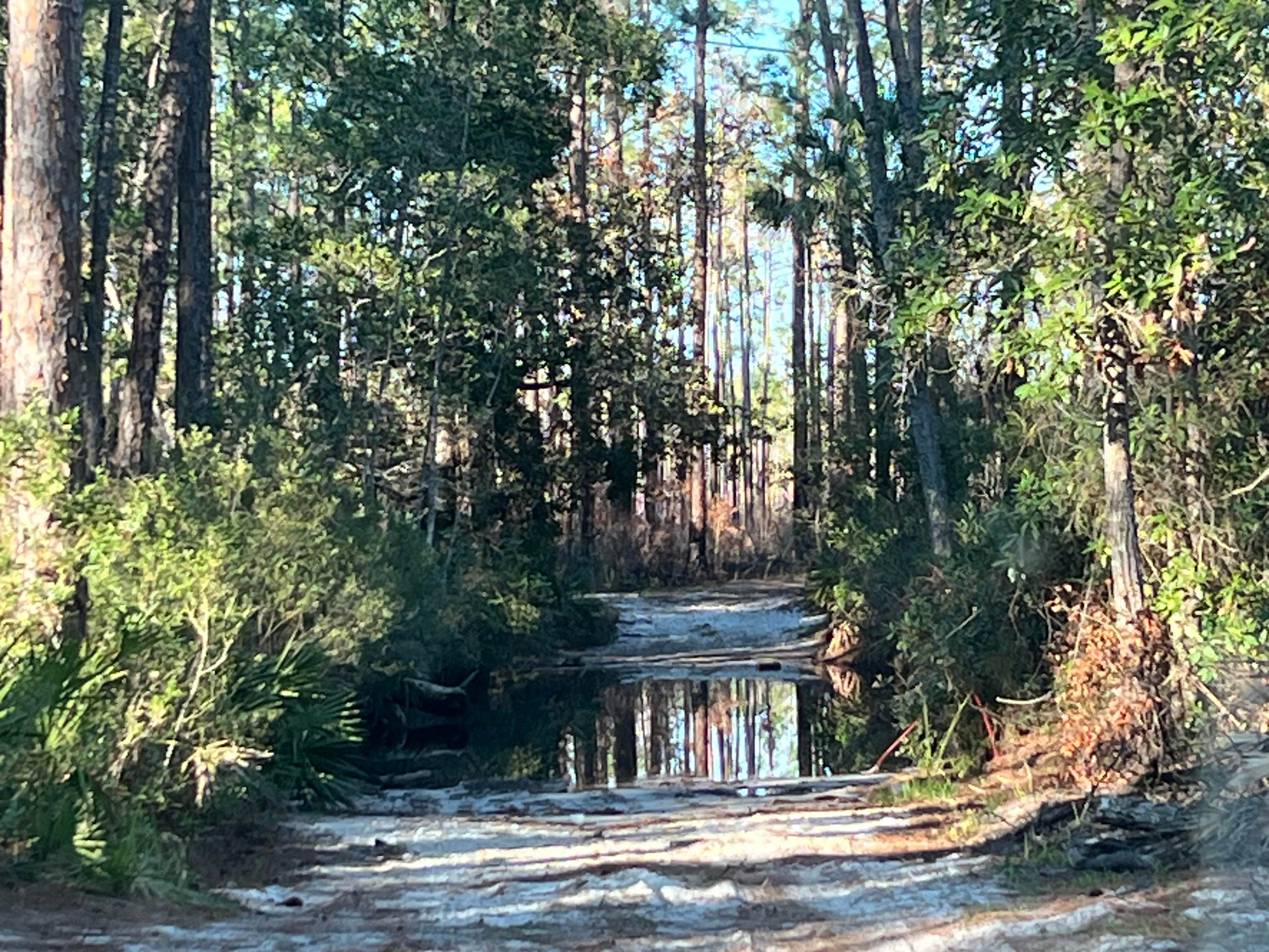 Freak Creek Dispersed Camping