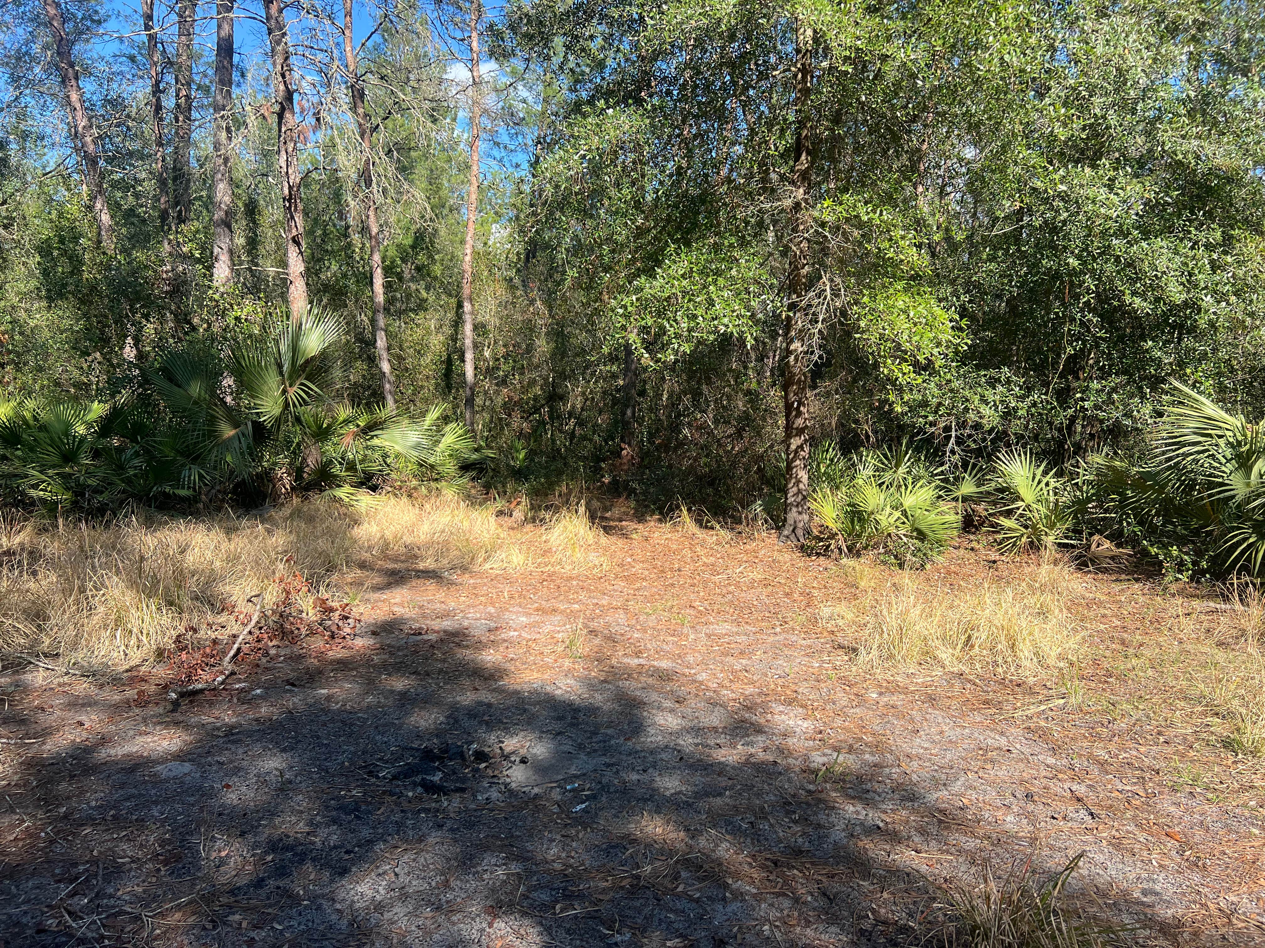 Camper-submitted photo at Freak Creek Dispersed Camping near Orange City, FL