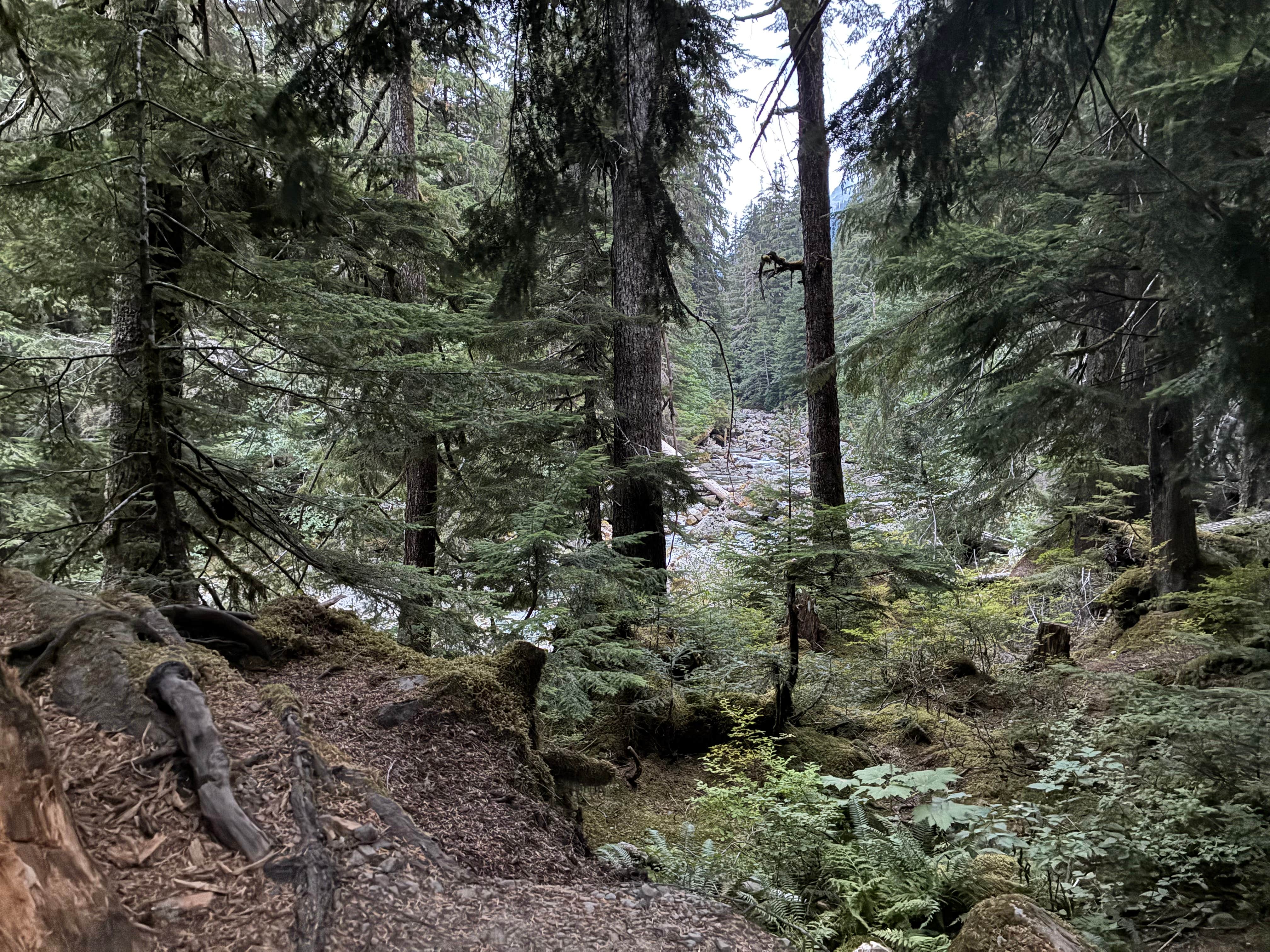 Camper submitted image from Mountain Loop Hway Dispersed Camp - 1