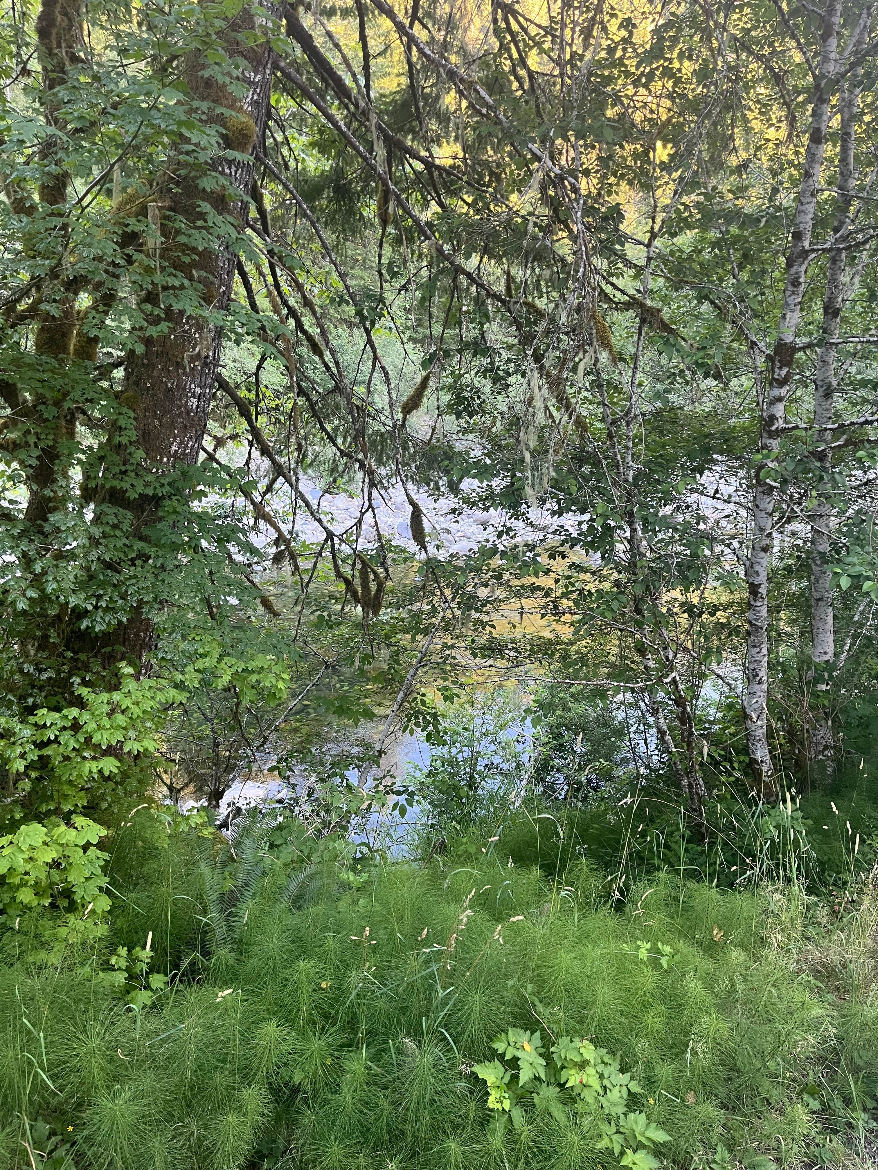 Camper-submitted photo at Mountain Loop Hway Dispersed Camp near Everett, WA