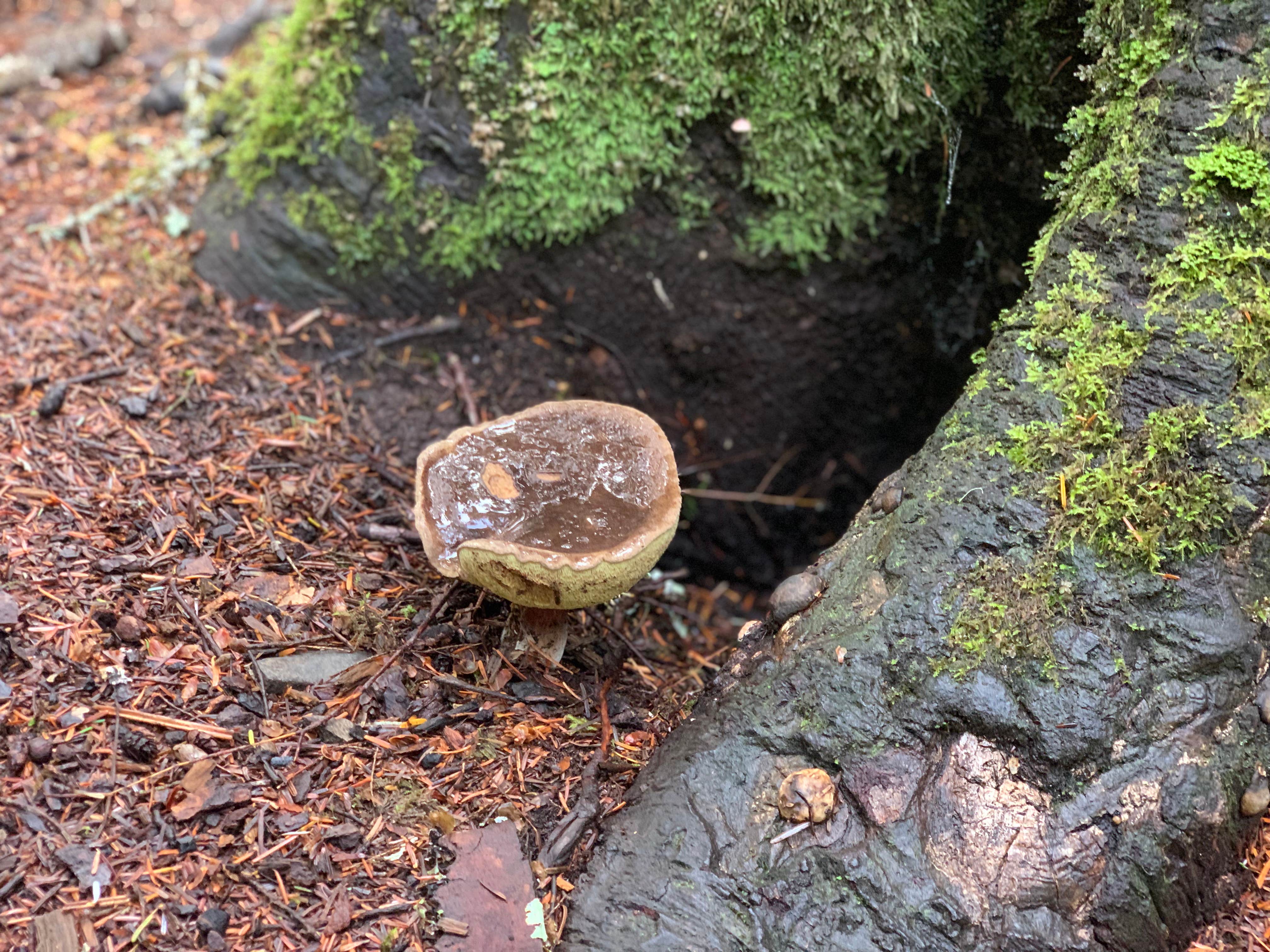 Camper-submitted photo at Mountain Loop Hway Dispersed Camp near Everett, WA