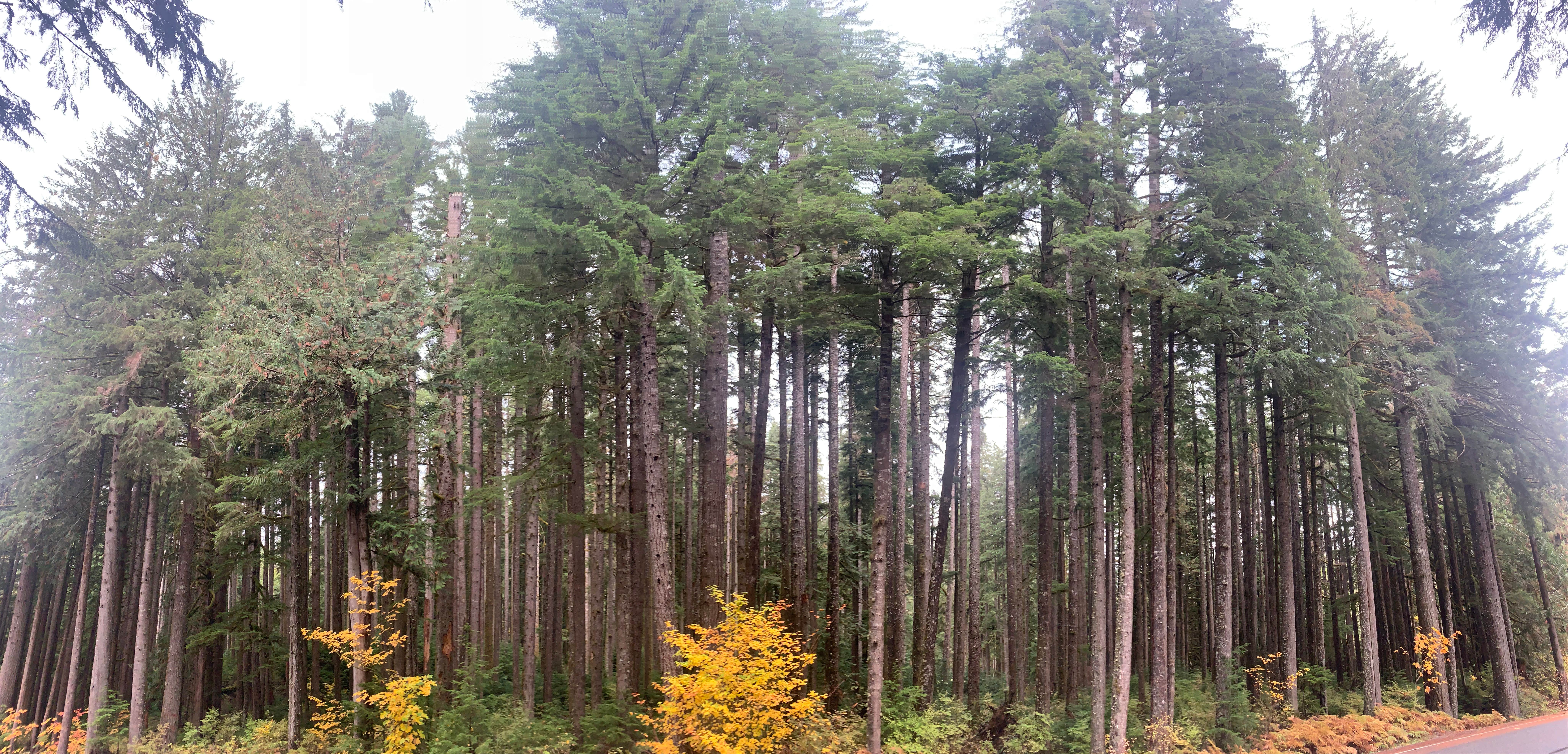 Camper-submitted photo at Mountain Loop Hway Dispersed Camp near Everett, WA