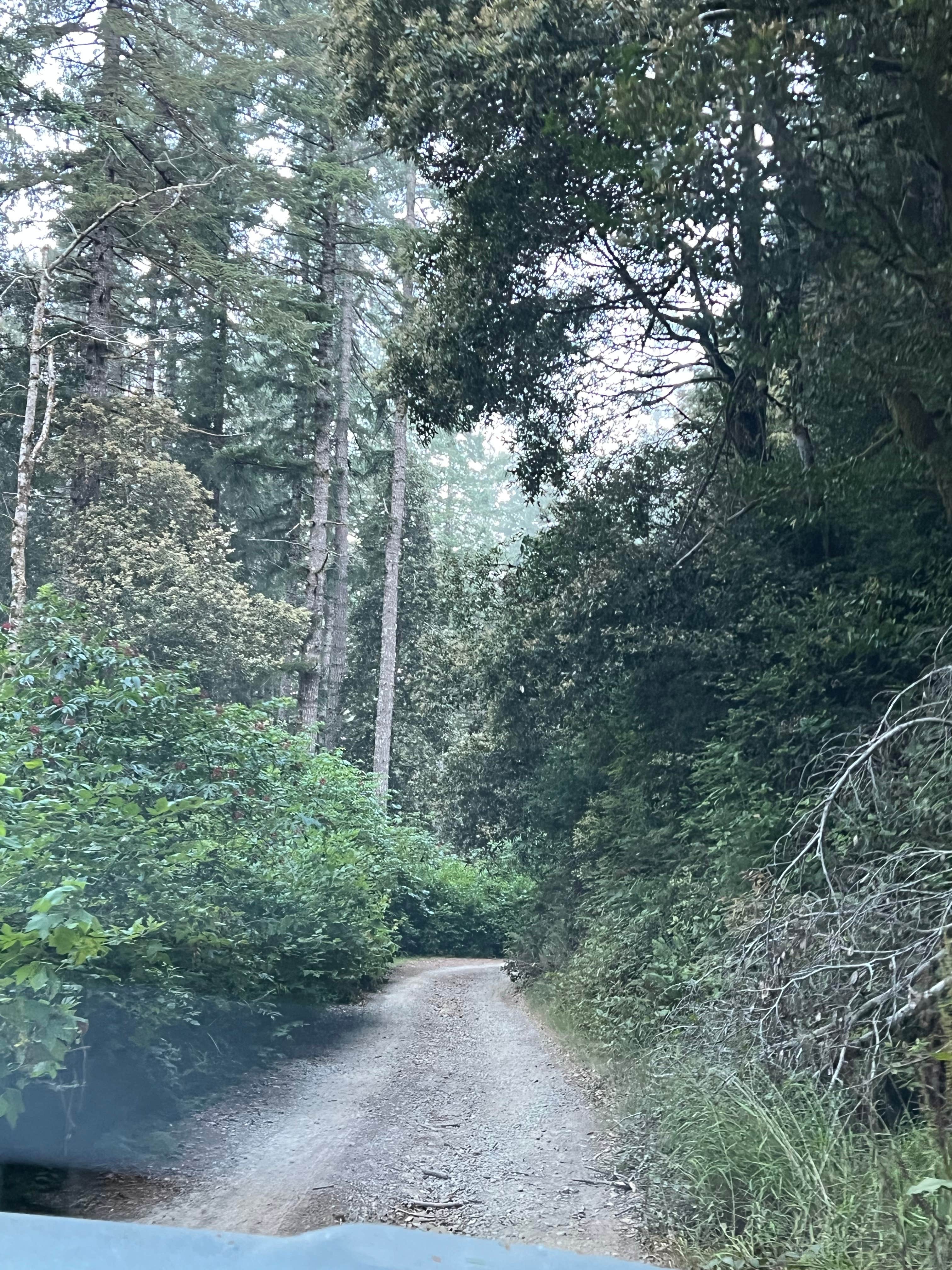 Camper-submitted photo at free dispersed camping near Smith River, CA