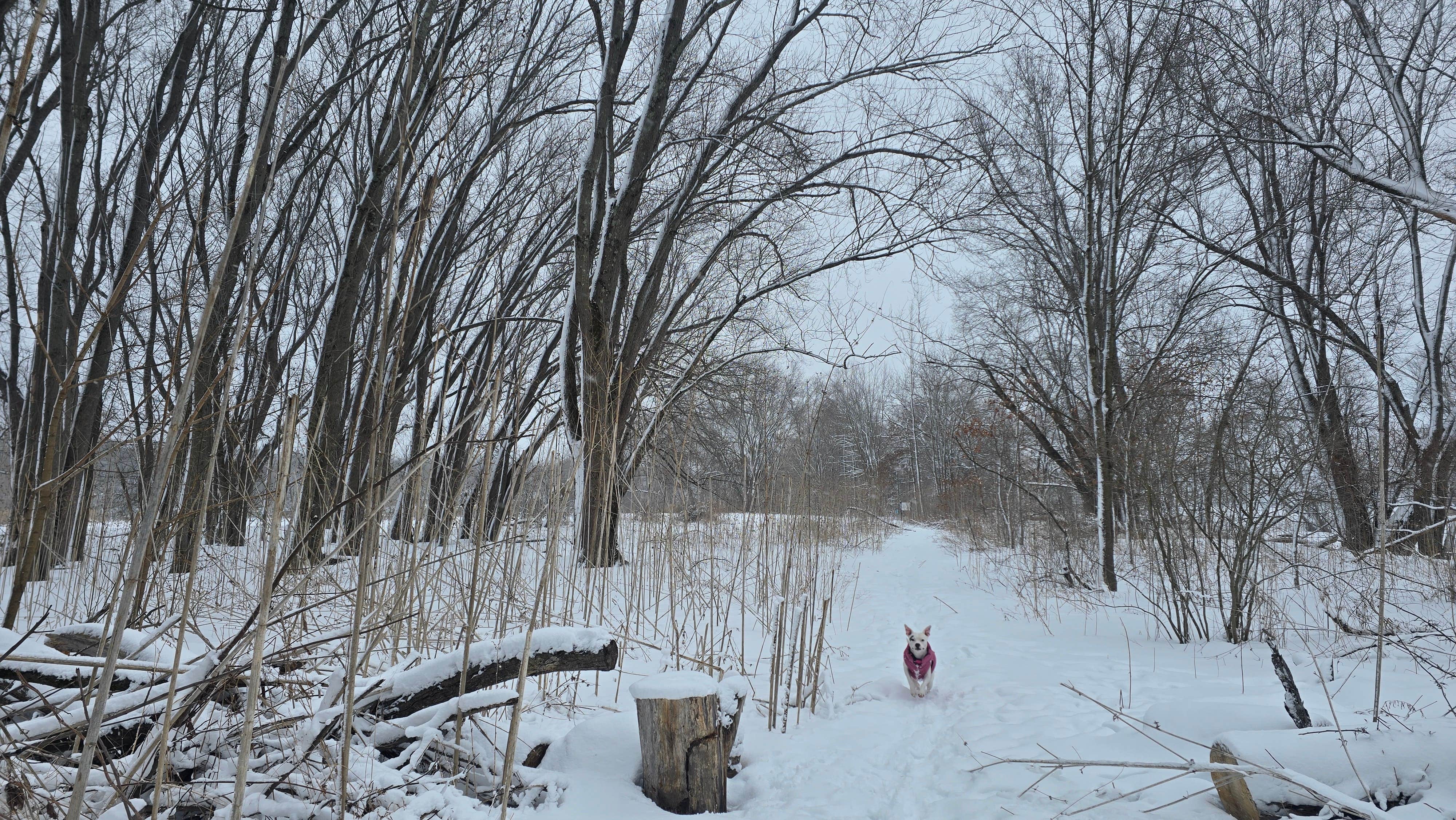 Marti V.'s photo of camping with pets at Huguenot Parking Lot near Woodstock, NY