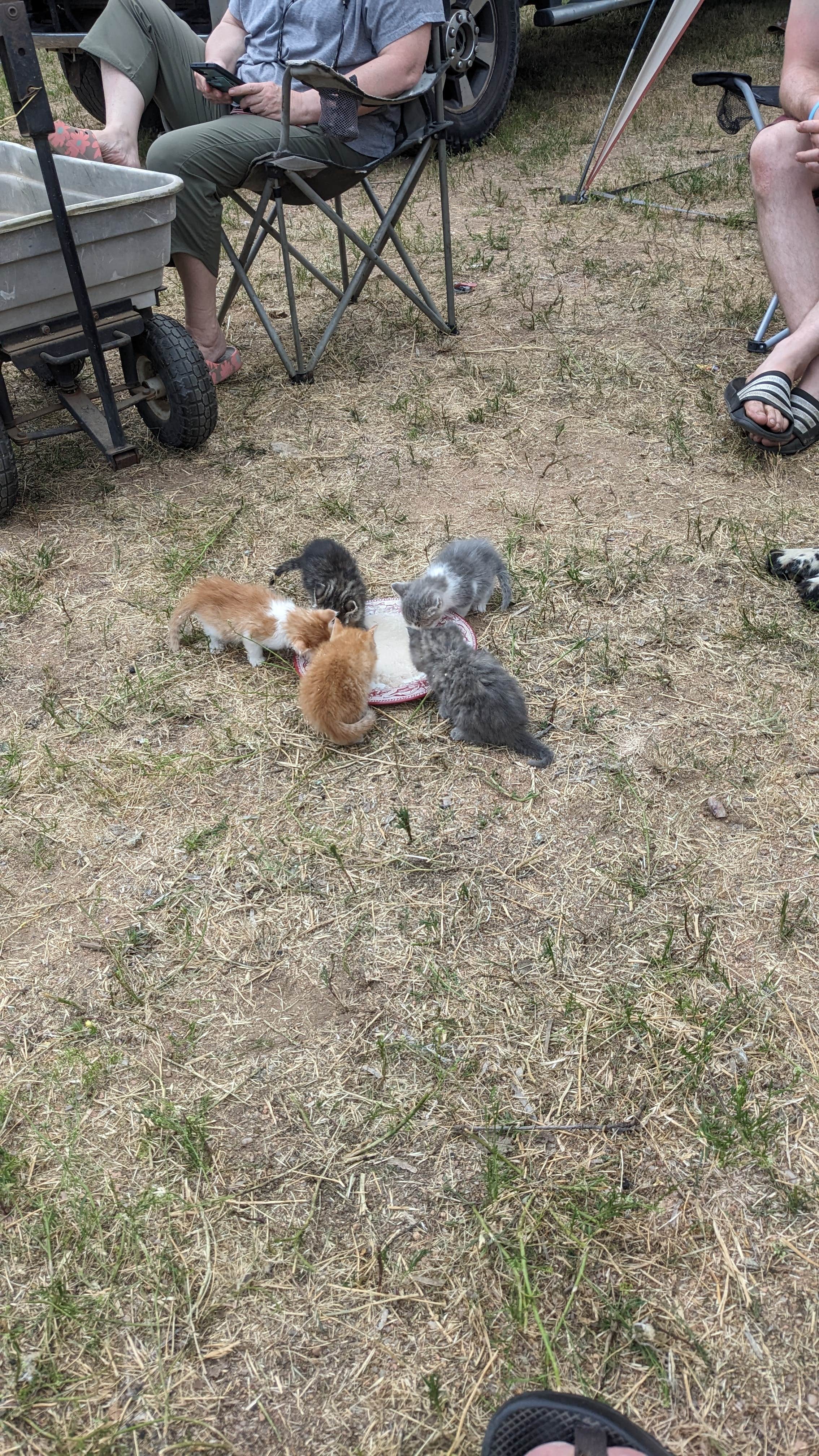 Kurt Z.'s photo of camping with pets at Freedom Lives Ranch RV Resort near San Saba, TX
