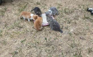 Kurt Z.'s photo of camping with pets at Freedom Lives Ranch RV Resort near Kingsland, TX