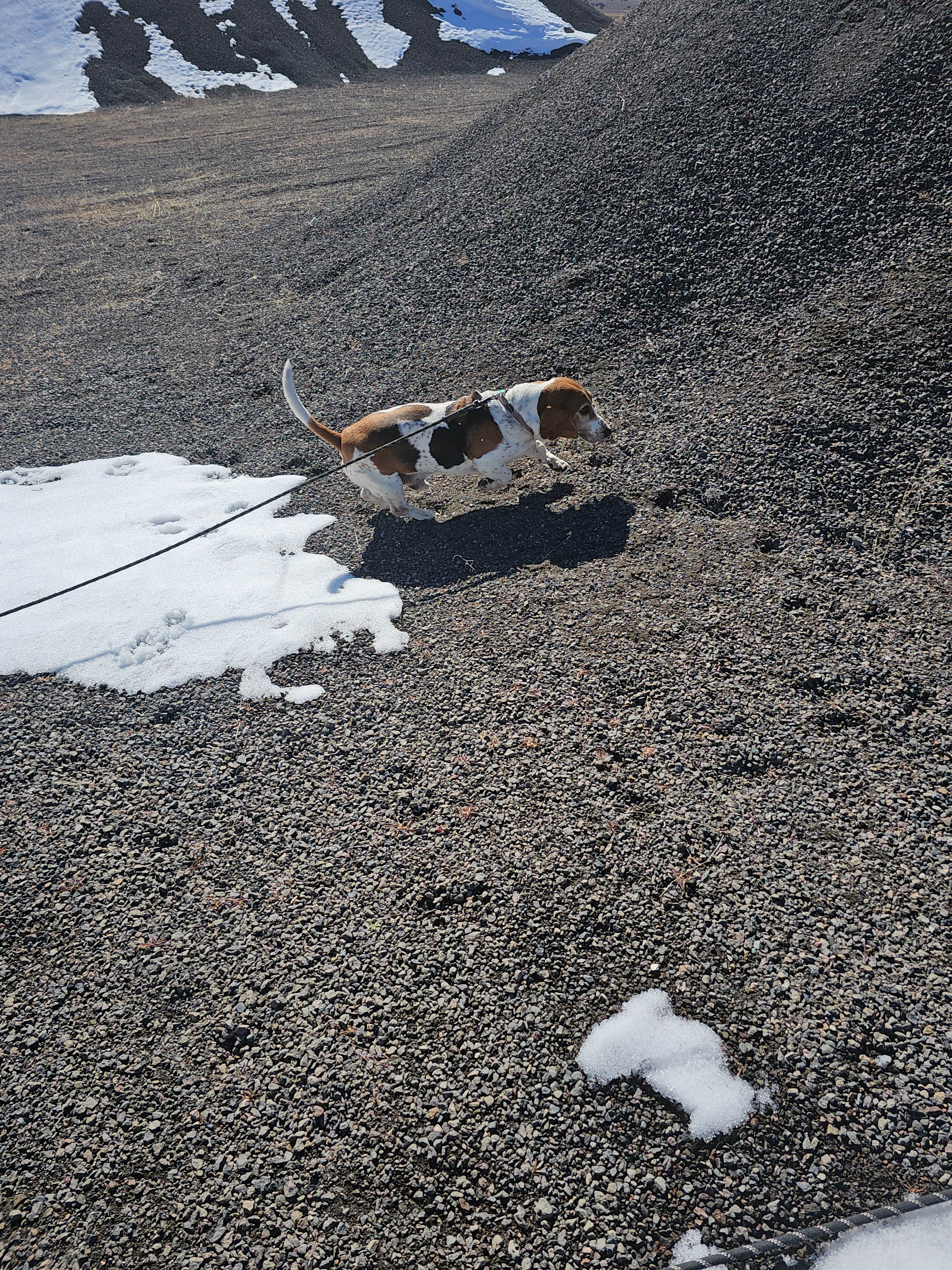 Dominica T.'s photo of camping with pets at Freemont Wash Dispersed Camping near Beaver, UT