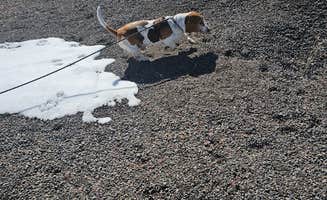 Dominica T.'s photo of camping with pets at Freemont Wash Dispersed Camping near Fishlake National Forest