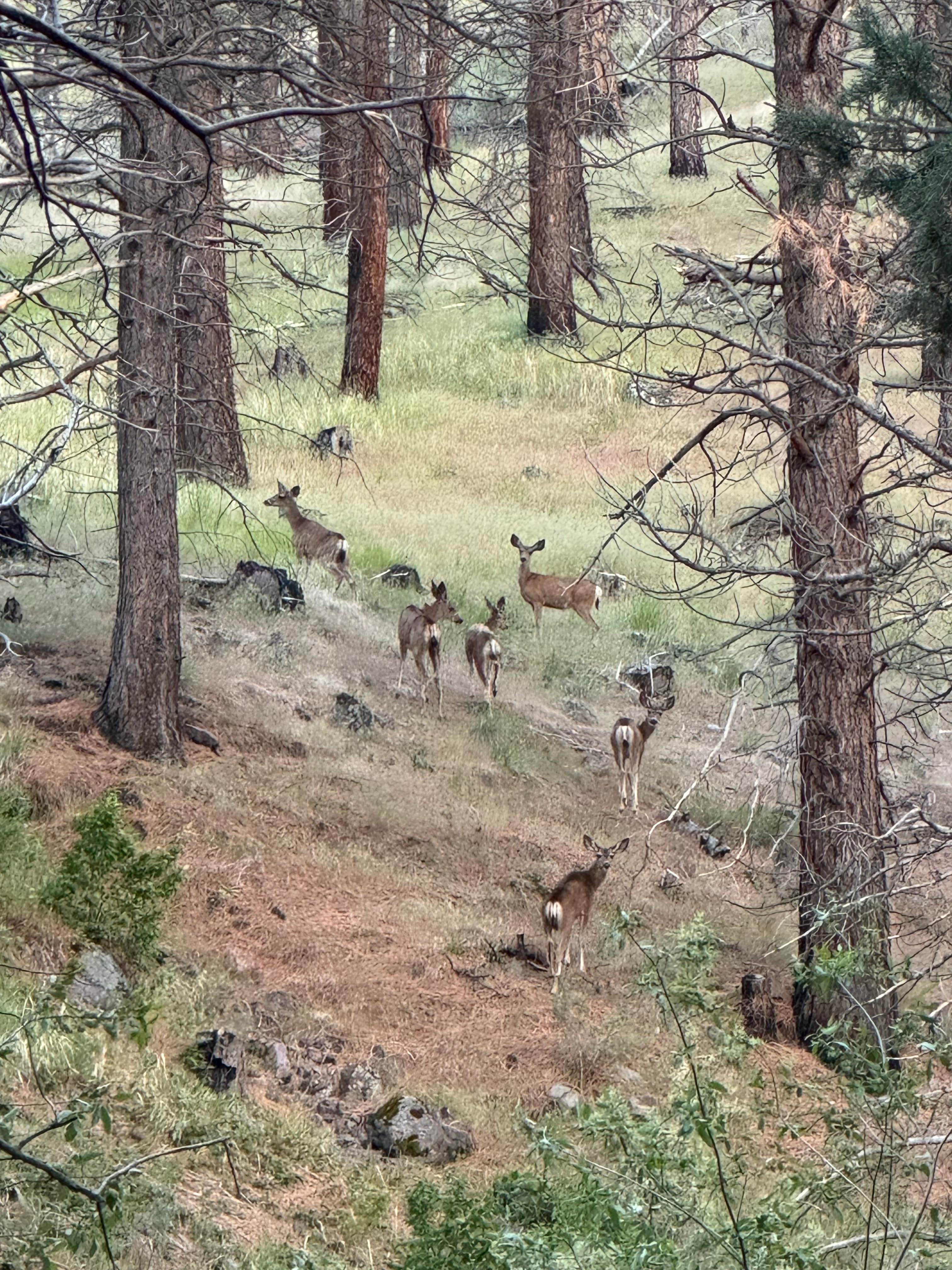 Camper-submitted photo at Fremont National Forest Upper Jones Forest Camp near Paisley, OR