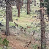 Review photo of Fremont National Forest Upper Jones Forest Camp by Greg B., May 31, 2026