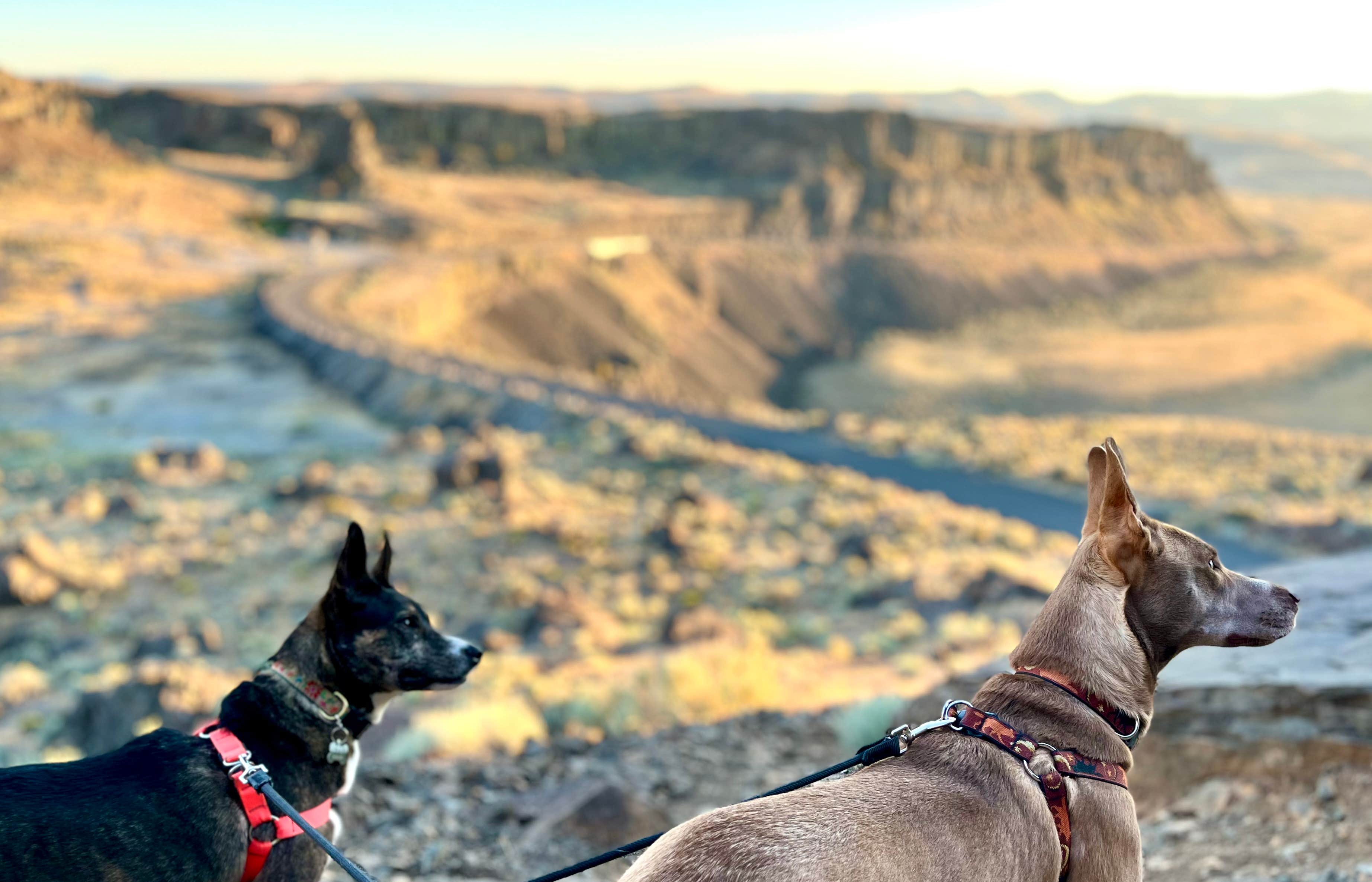 Bre C.'s photo of camping with pets at Frenchman Coulee Dispersed Camping near Moses Lake, WA