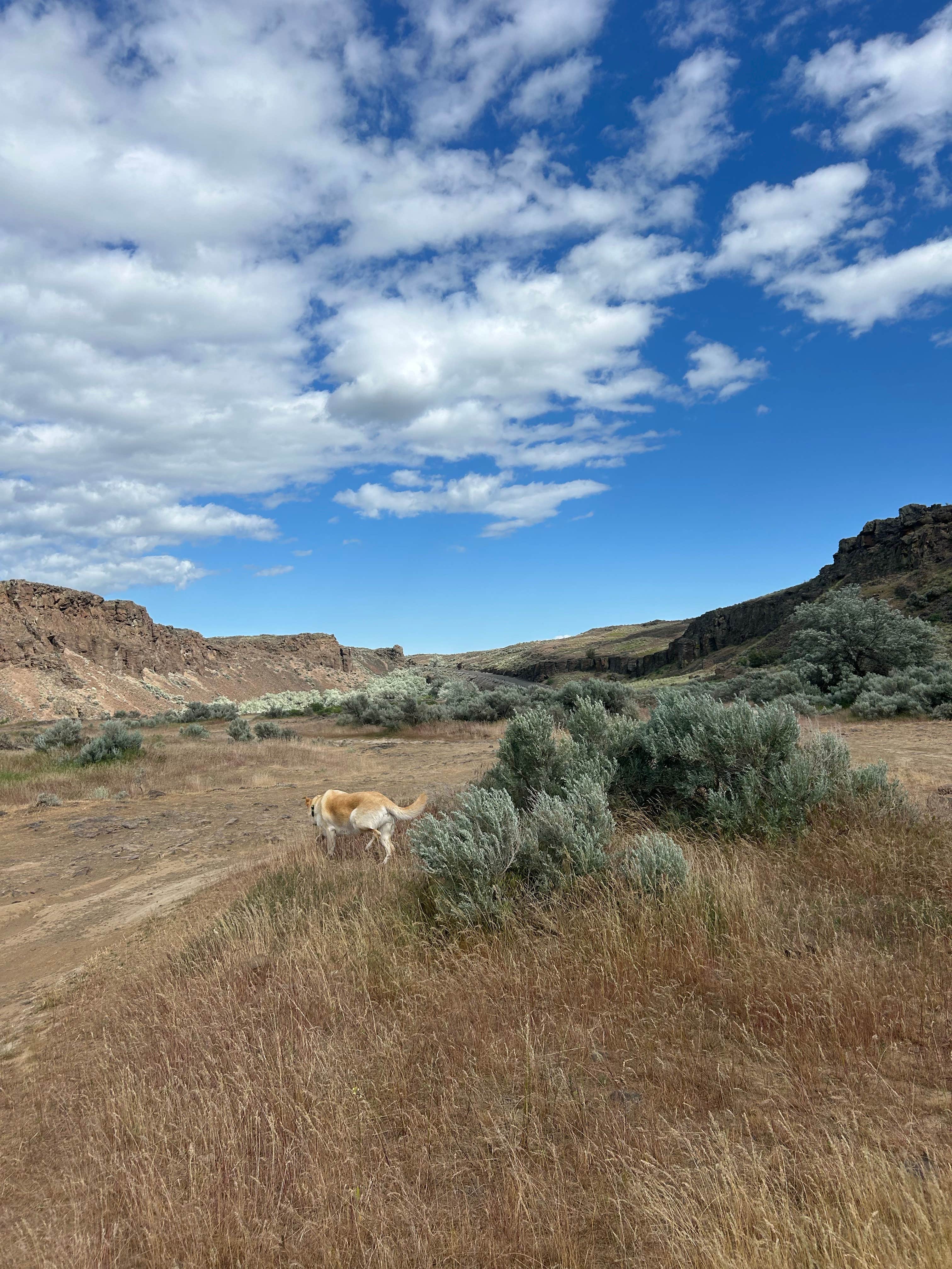 Camper submitted image from Frenchman Coulee Overland Overlook Dispersed Campsite - 5