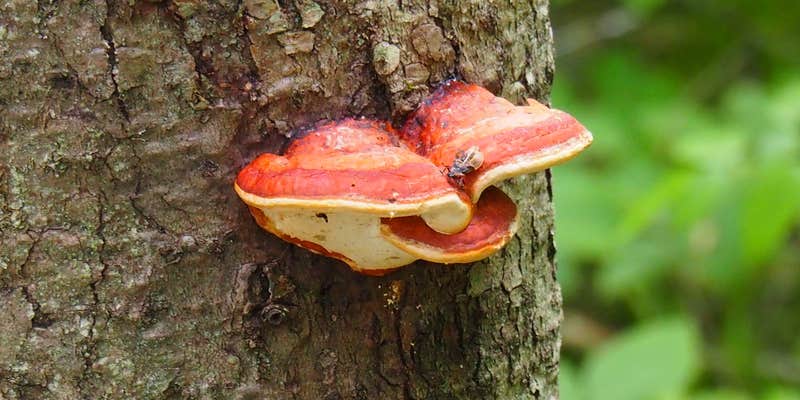 Camper submitted image from Frontier Town Campground