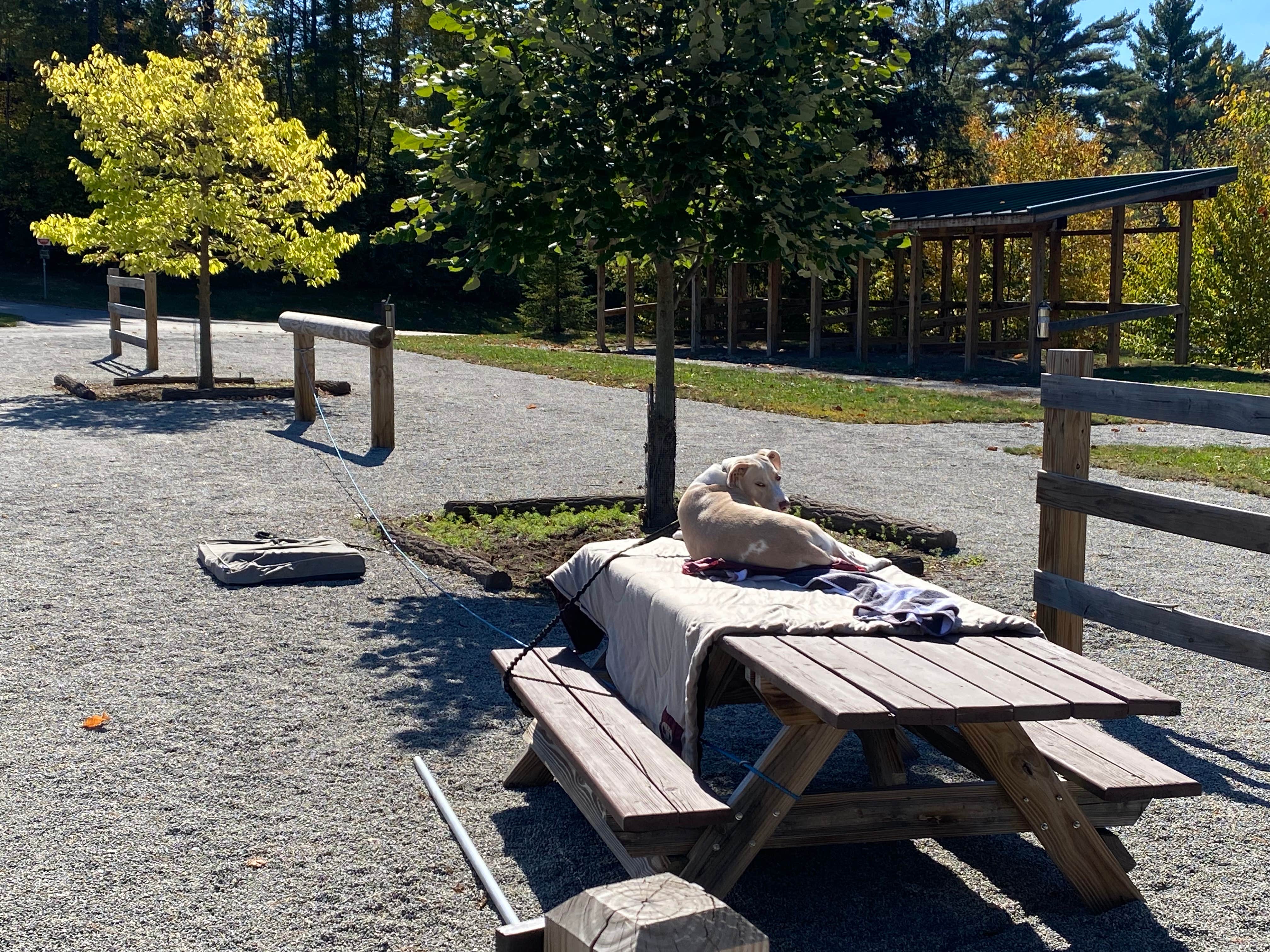Chelsea B.'s photo of camping with pets at Frontier Town Campground near North Creek, NY