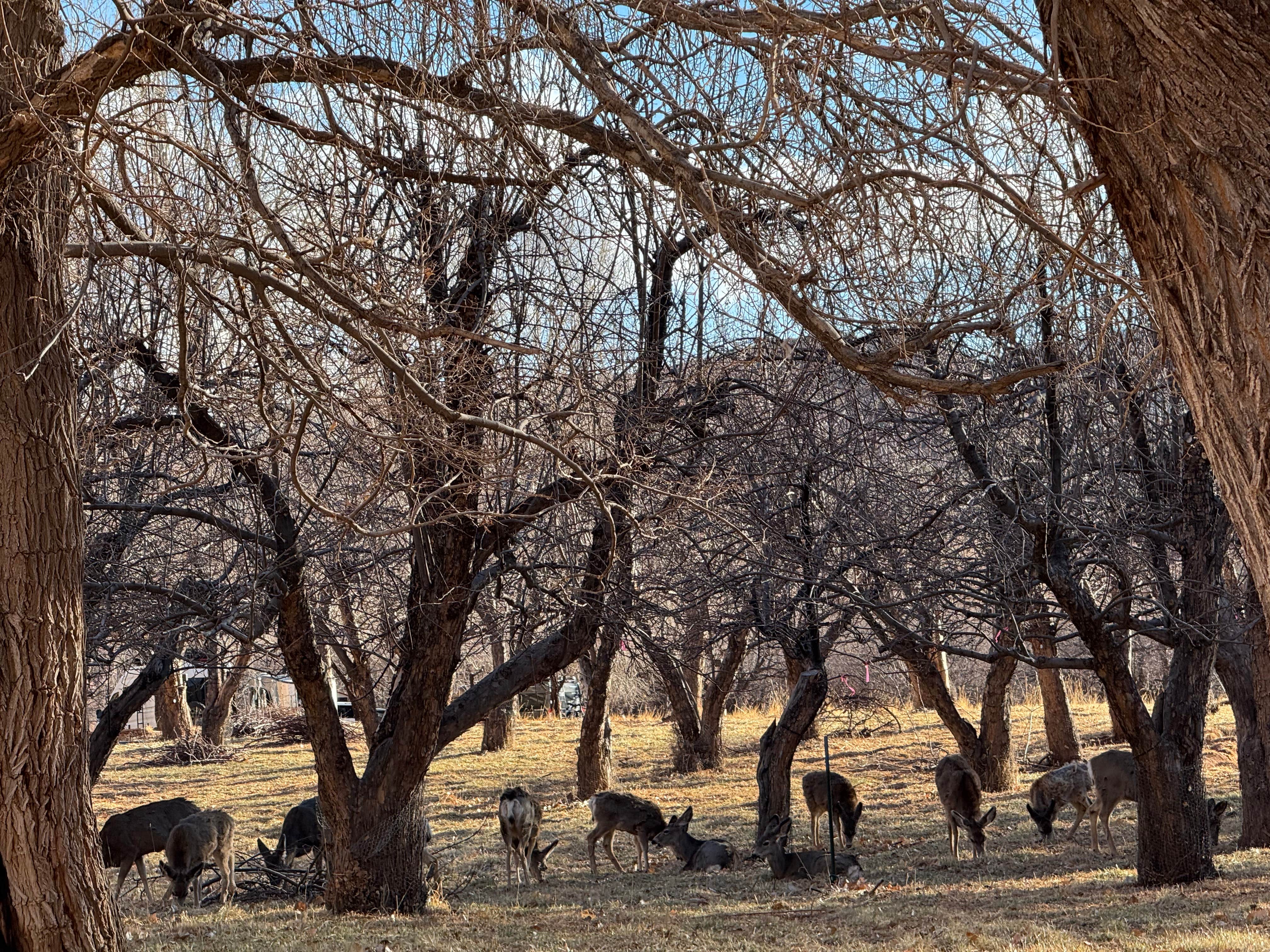 Meghan S.'s photo of camping with pets at Fruita Campground — Capitol Reef National Park in Utah