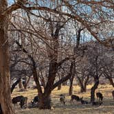 Review photo of Fruita Campground — Capitol Reef National Park by Meghan S., March 13, 2025