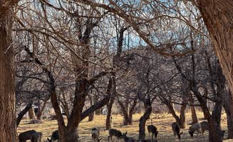 Meghan S.'s photo of camping with pets at Fruita Campground — Capitol Reef National Park near Hanksville, UT