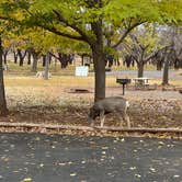 Review photo of Fruita Campground — Capitol Reef National Park by Steve S., November 27, 2025