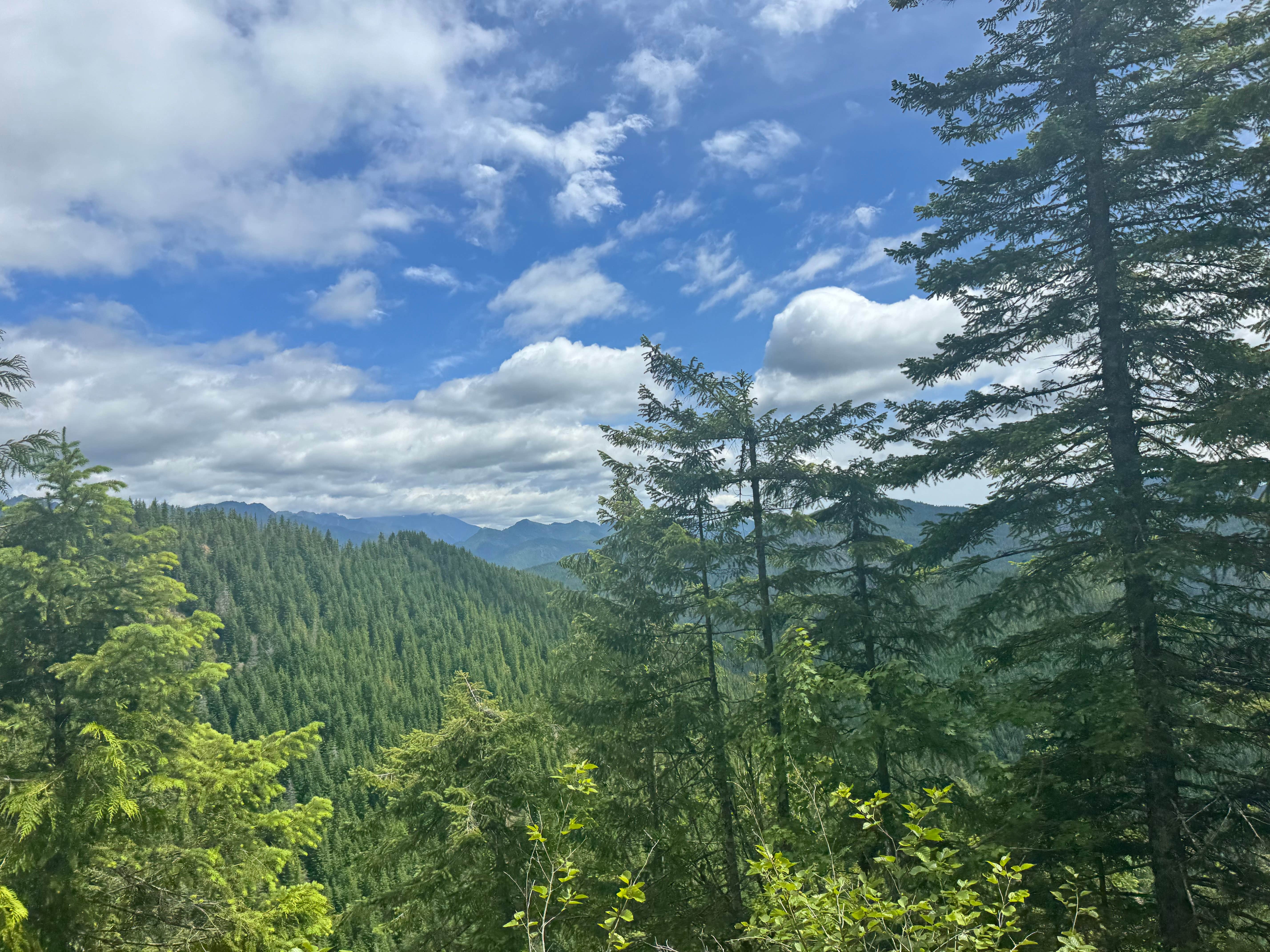 Camper-submitted photo at FS-2292 Dispersed near Olympia, WA