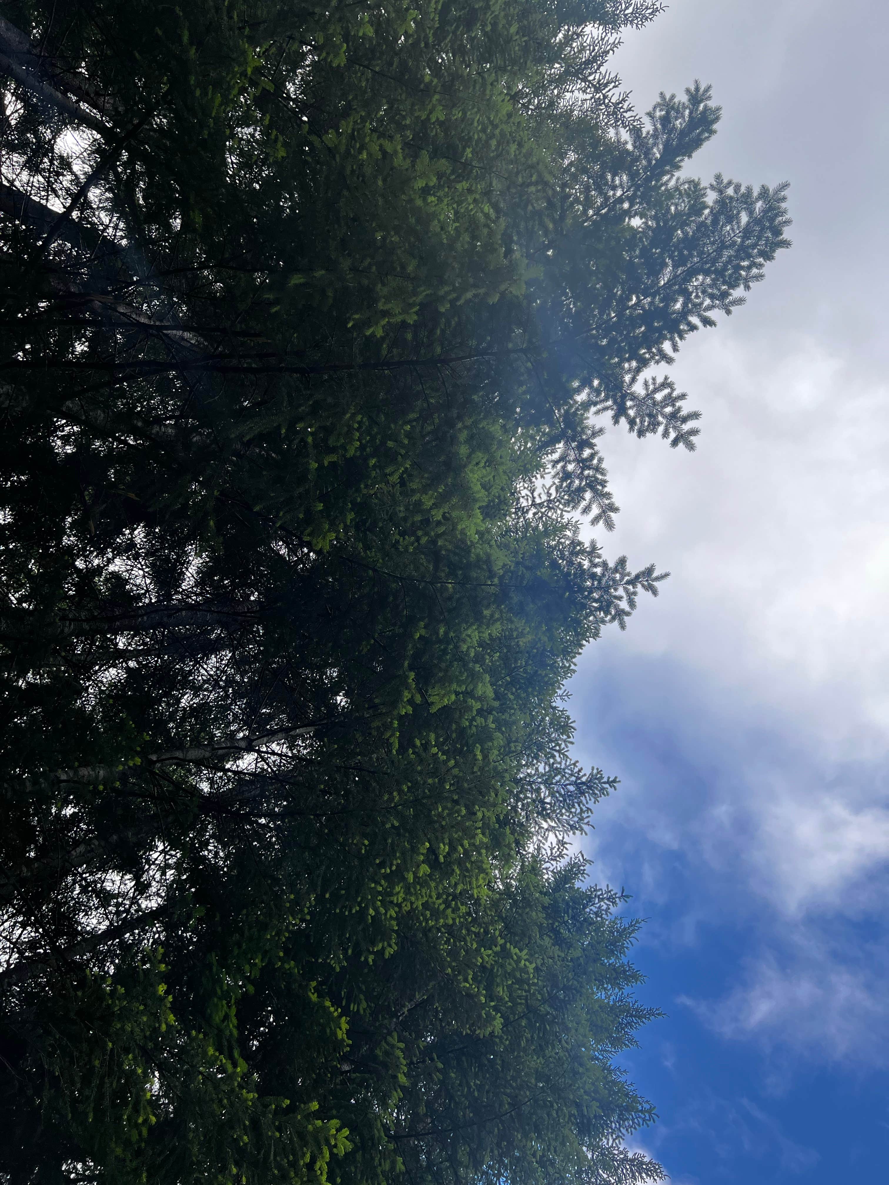 Karson M.'s photo of a dispersed camping area at FS-2292 Dispersed near Olympia, WA