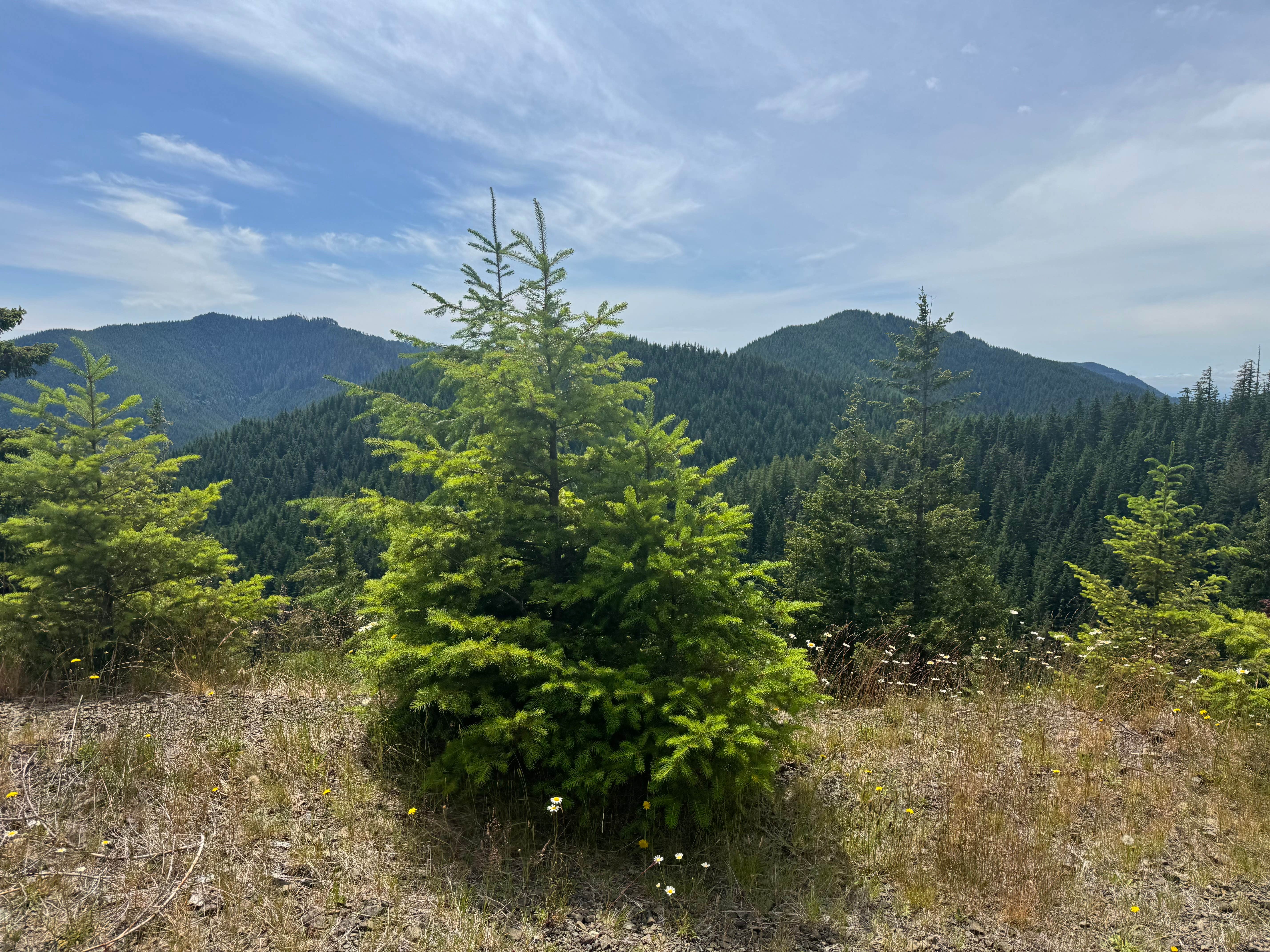 Camper-submitted photo at FS-2292 Dispersed near Olympia, WA