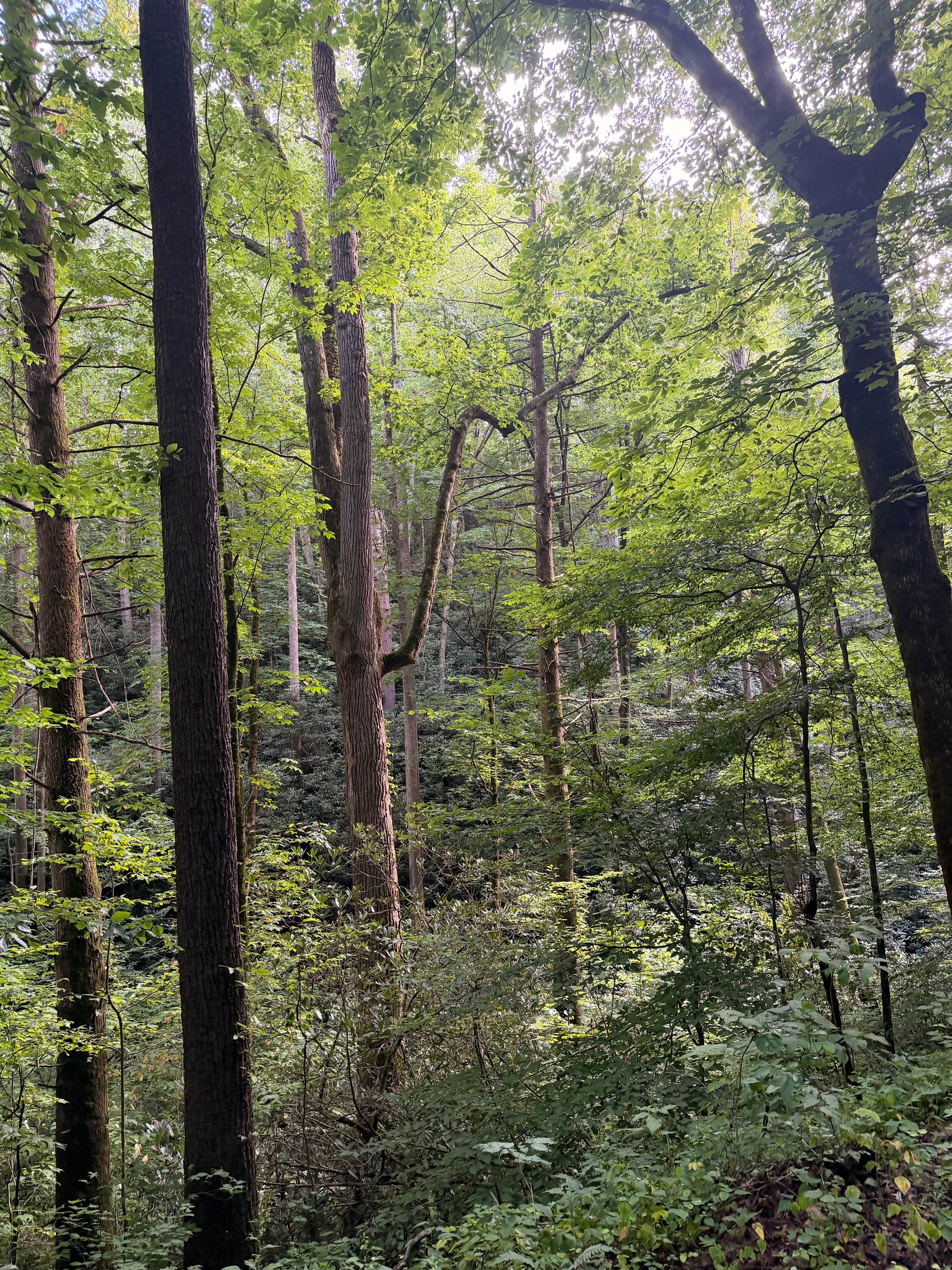 Camper-submitted photo at FS 289 Pull Off near Talbott, TN