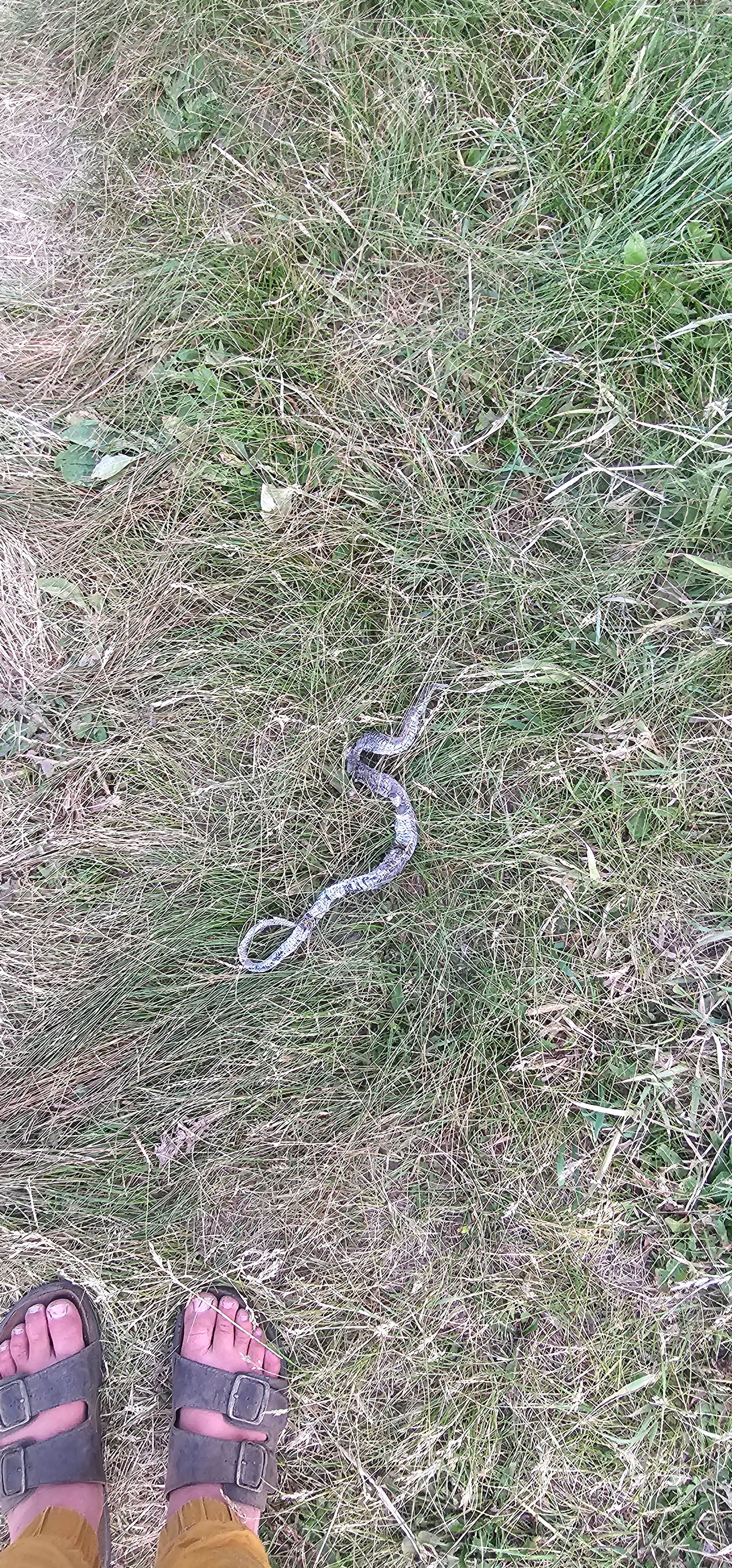 Camper-submitted photo at Forest Service 439 near Peñasco, NM