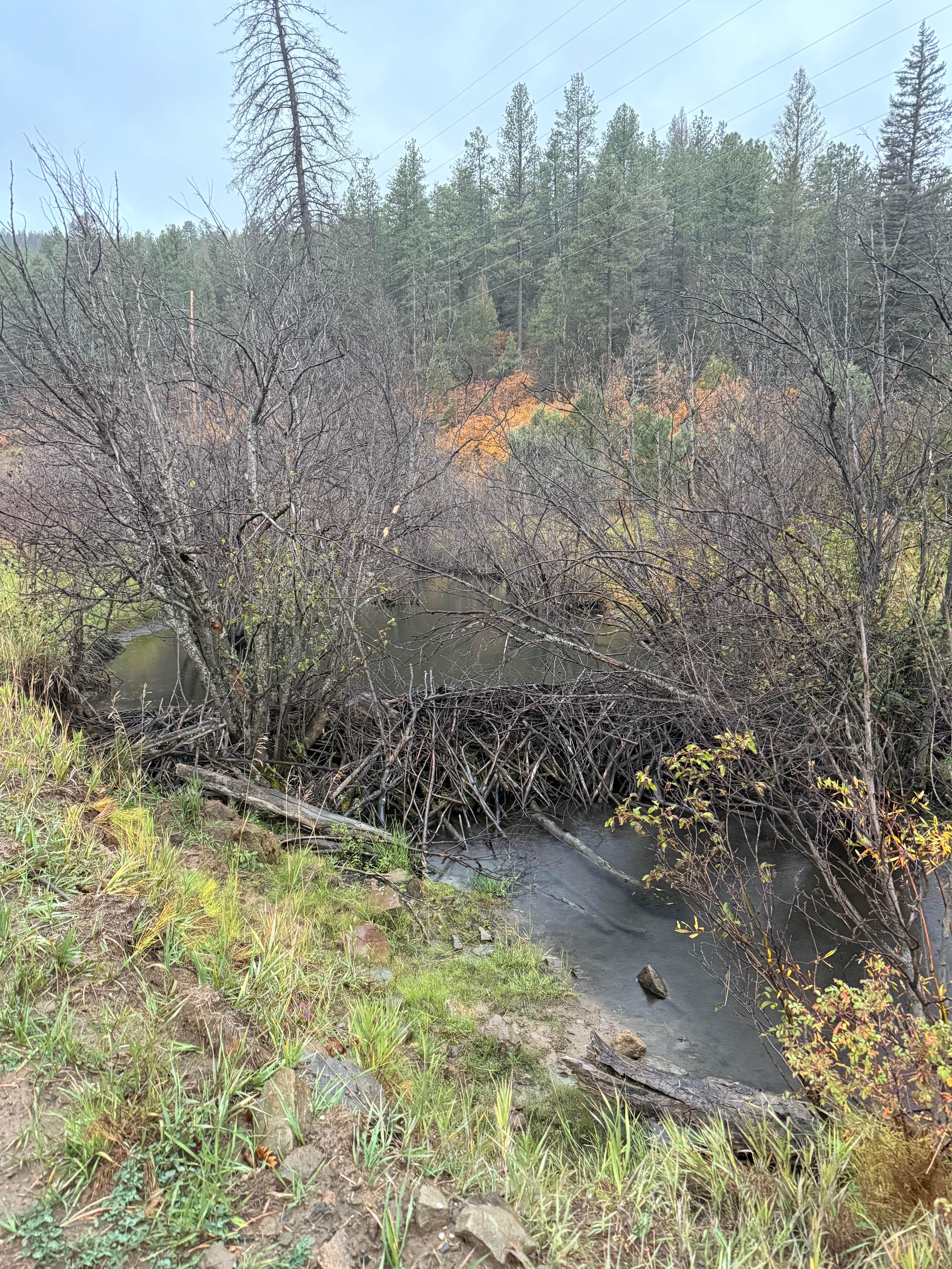 Camper-submitted photo at Forest Service 439 near Peñasco, NM