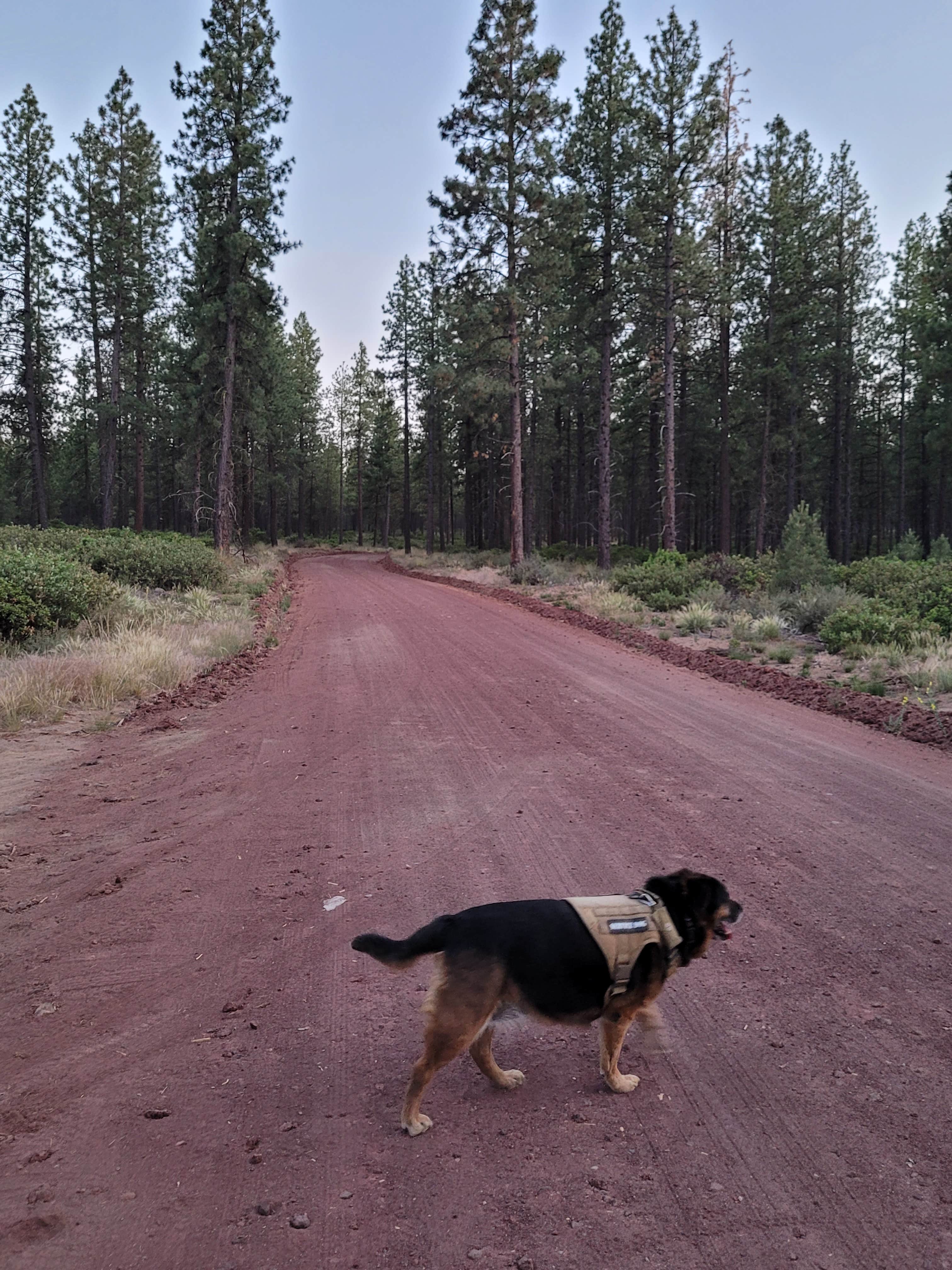 Chelsie's photo of camping with pets at BEND FS 4610 Dispersed near Deschutes & Ochoco National Forests & Crooked River National Grassland