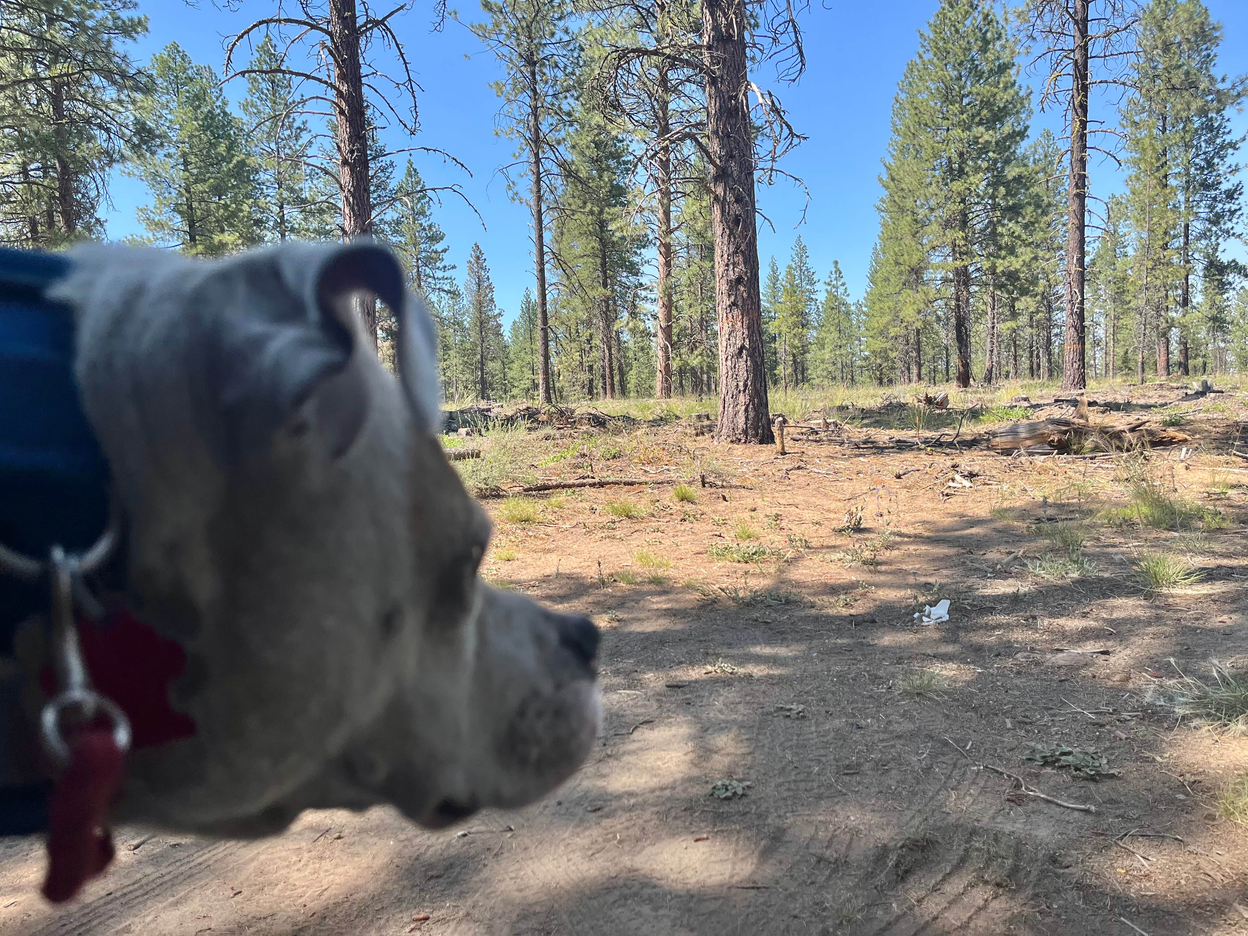 Kent G.'s photo of camping with pets at BEND FS 4610 Dispersed near Cloverdale, OR