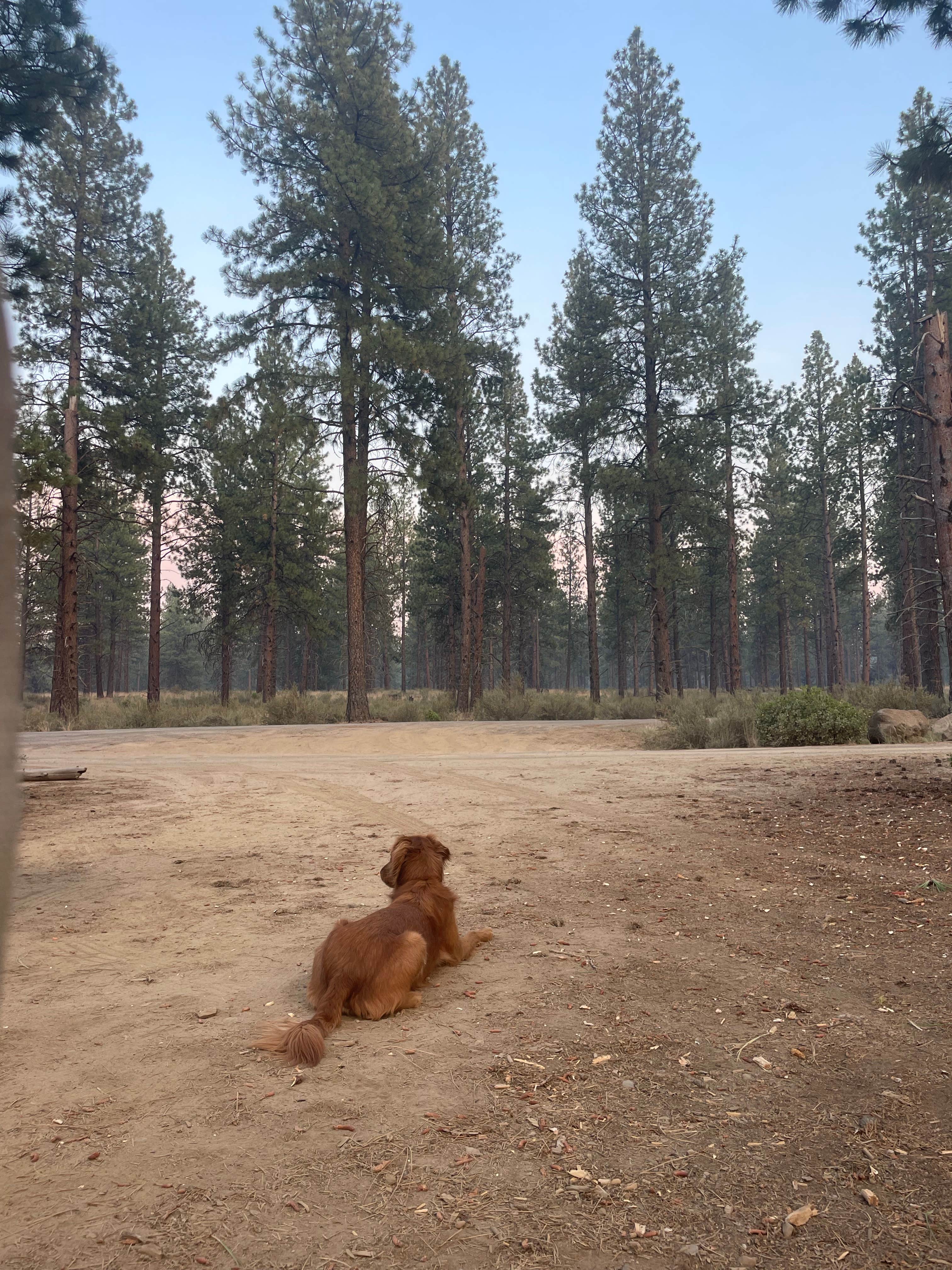 Kaitlin B.'s photo of camping with pets at BEND FS 4610 Dispersed near Bend, OR