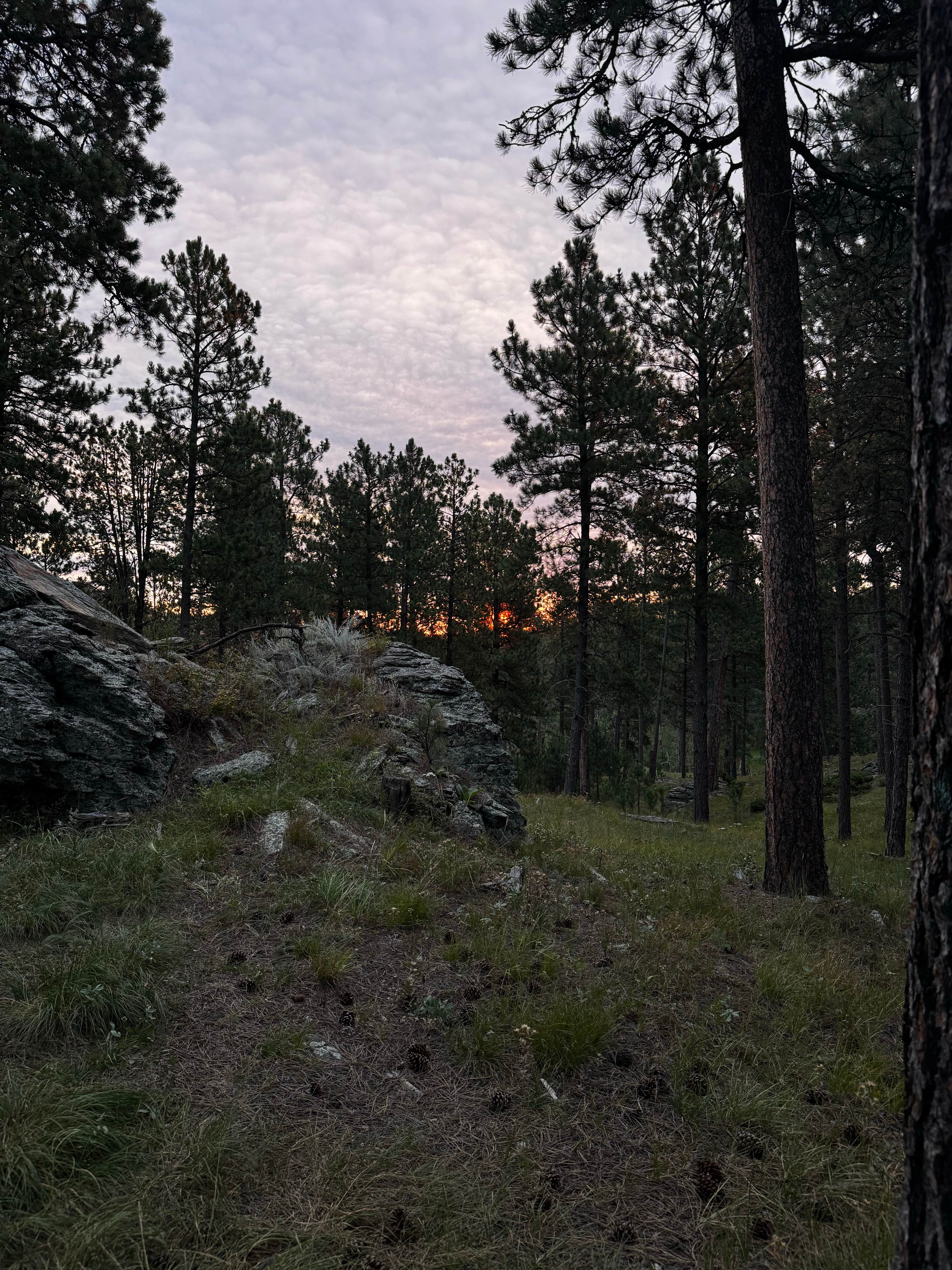 Camper-submitted photo at FS RD 103 Dispersed near Elk Mountain, WY