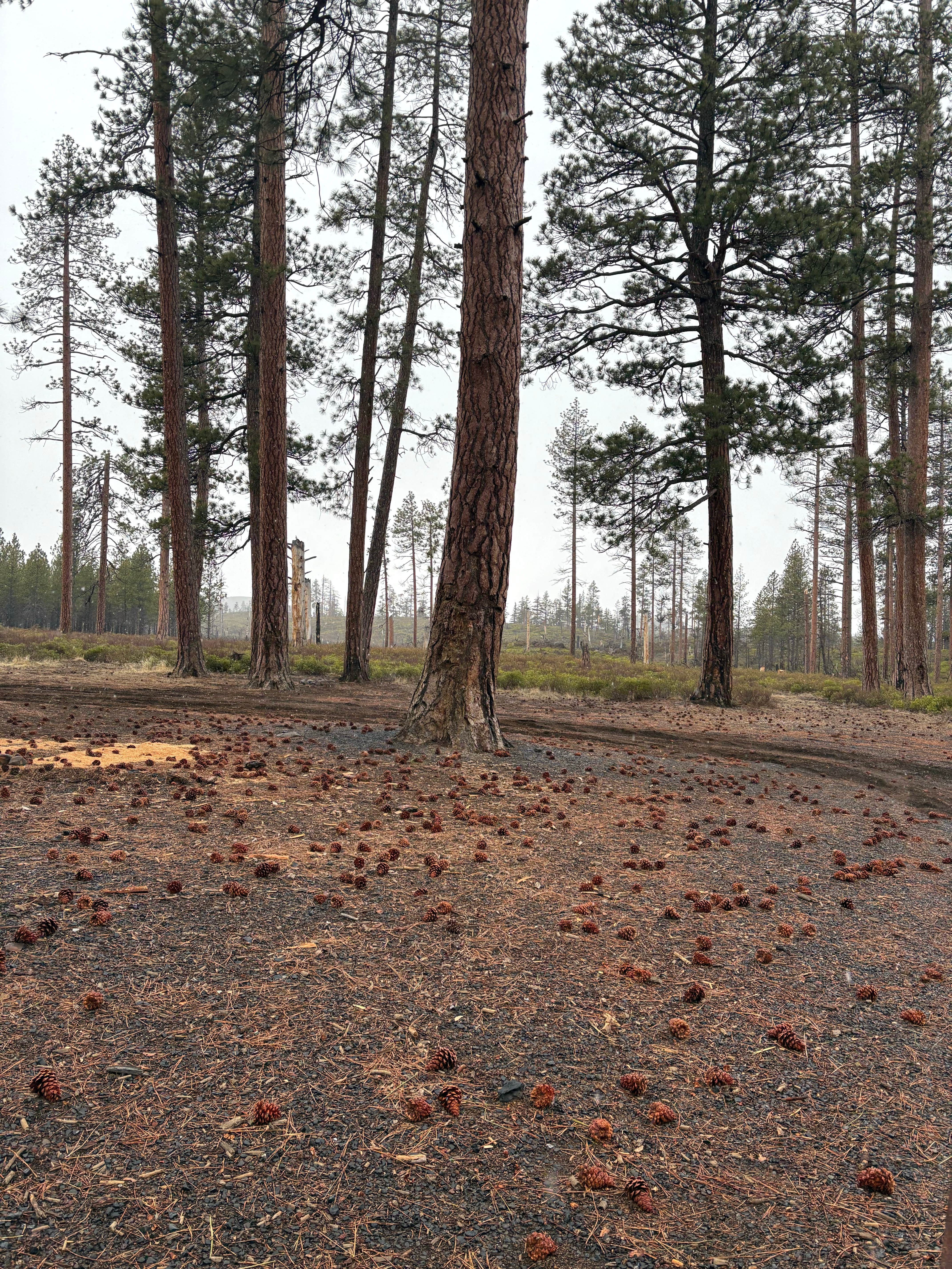Camper-submitted photo at FS Rd 1514 Dispersed camping near Cloverdale, OR
