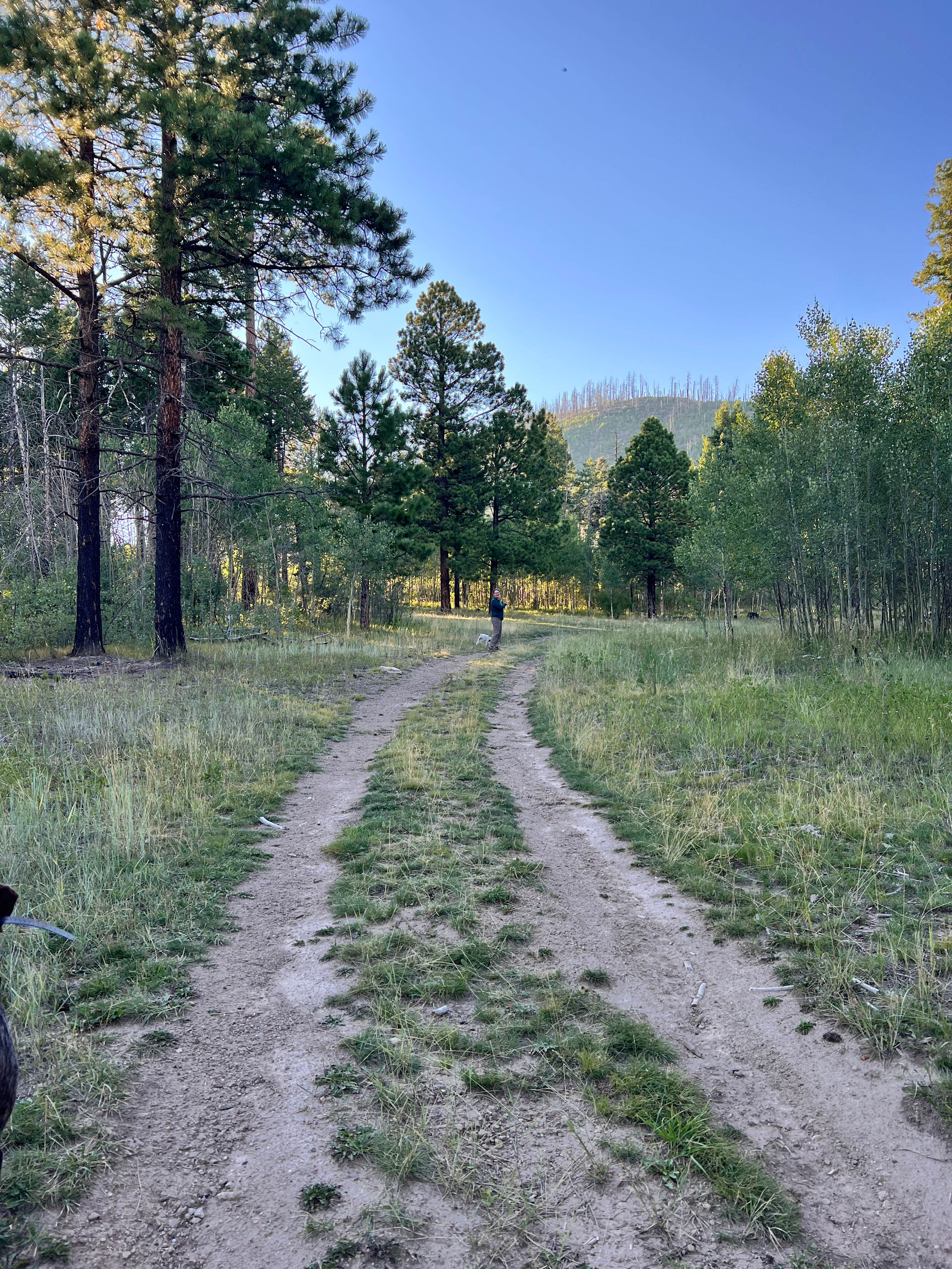 Camper-submitted photo at Forest Service Rd 268 Dispersed Site near Cochiti Lake, NM