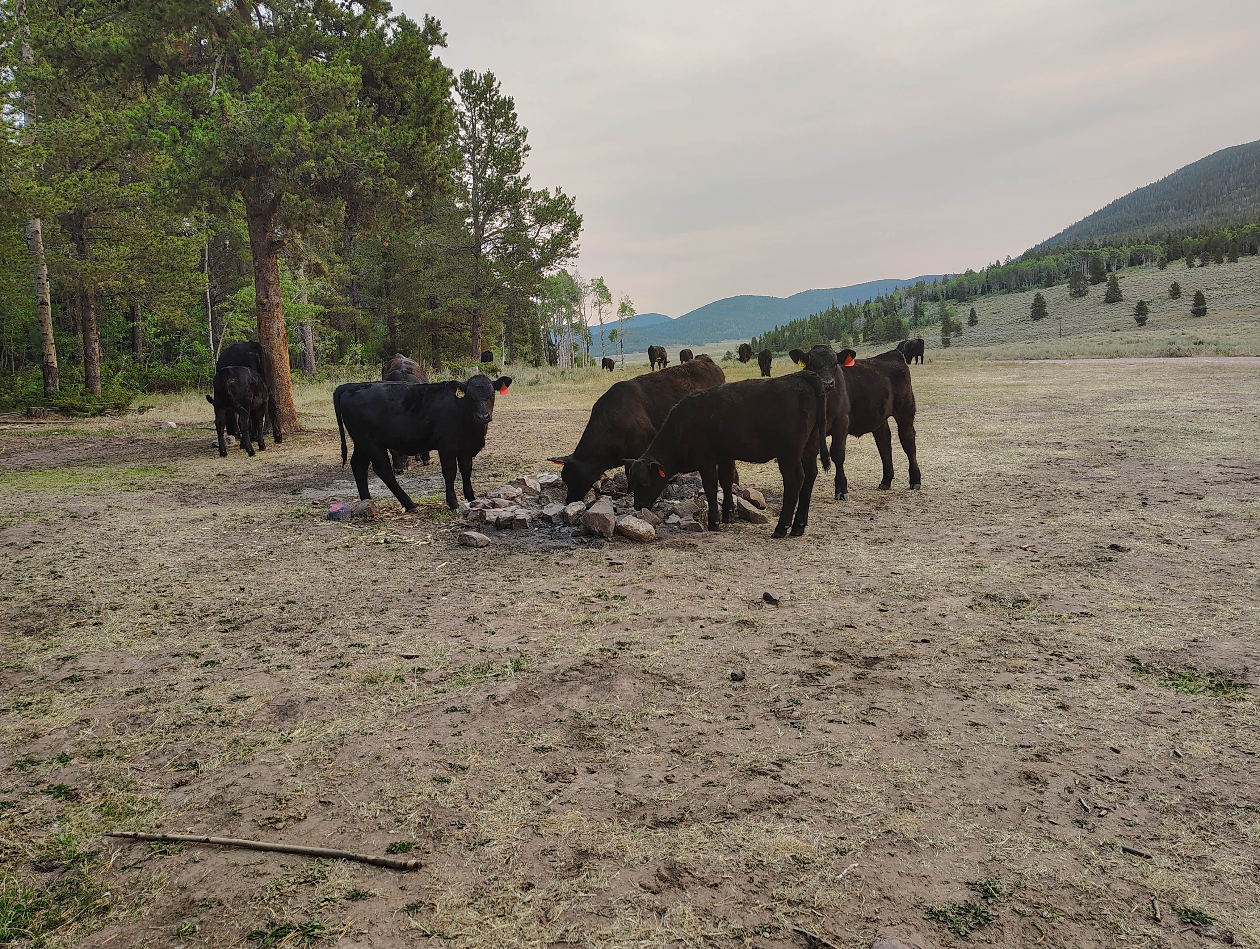 Camper-submitted photo at FS Road #253 Stringham Cabin Dispersed Camping Area near Flaming Gorge, UT