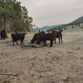 Review photo of FS Road #253 Stringham Cabin Dispersed Camping Area by Ron D., July 28, 2025