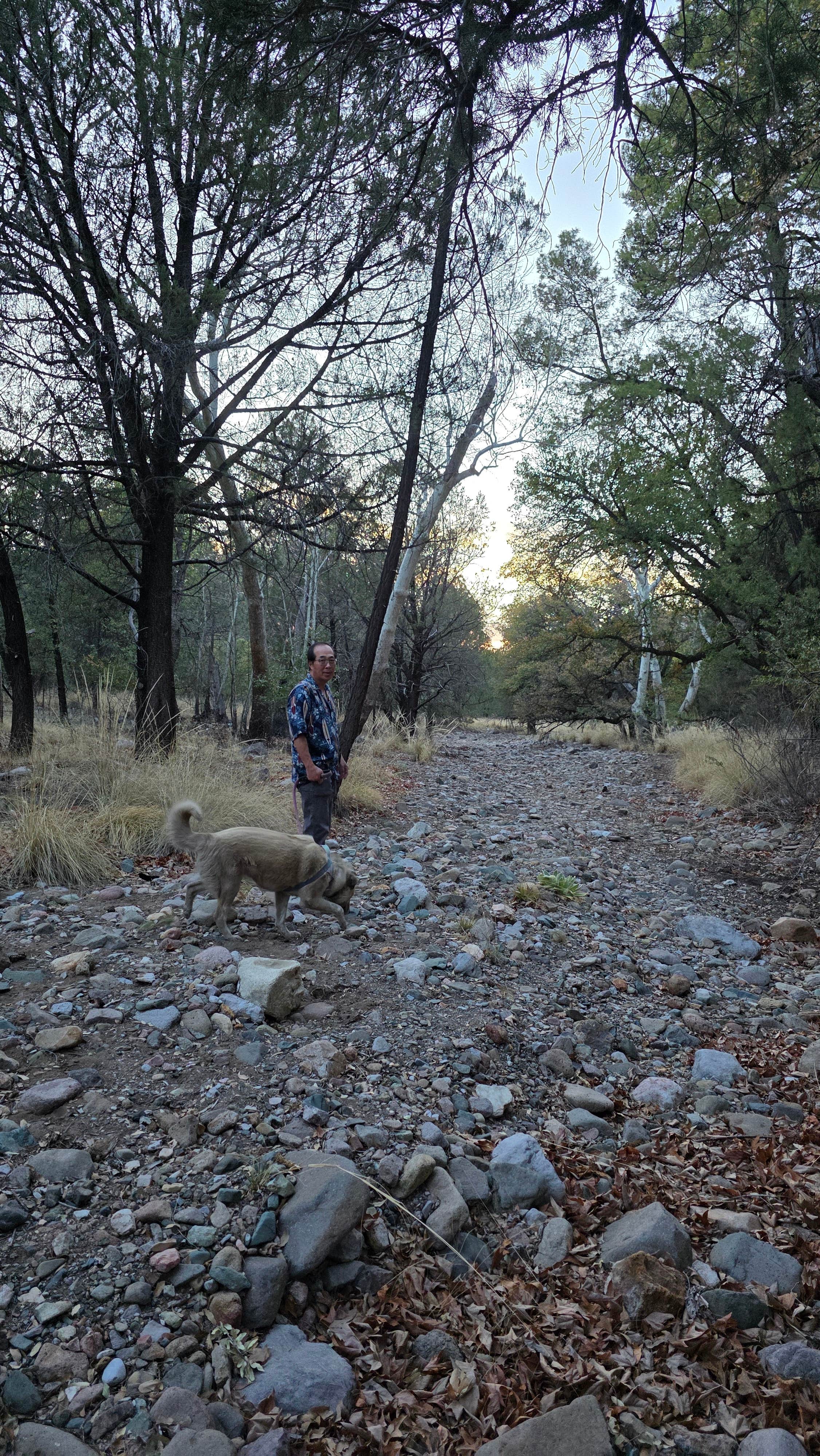 Renee T.'s photo of camping with pets at FS Road 42 Dispersed near Elfrida, AZ