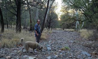 Renee T.'s photo of camping with pets at FS Road 42 Dispersed near Chiricahua, AZ