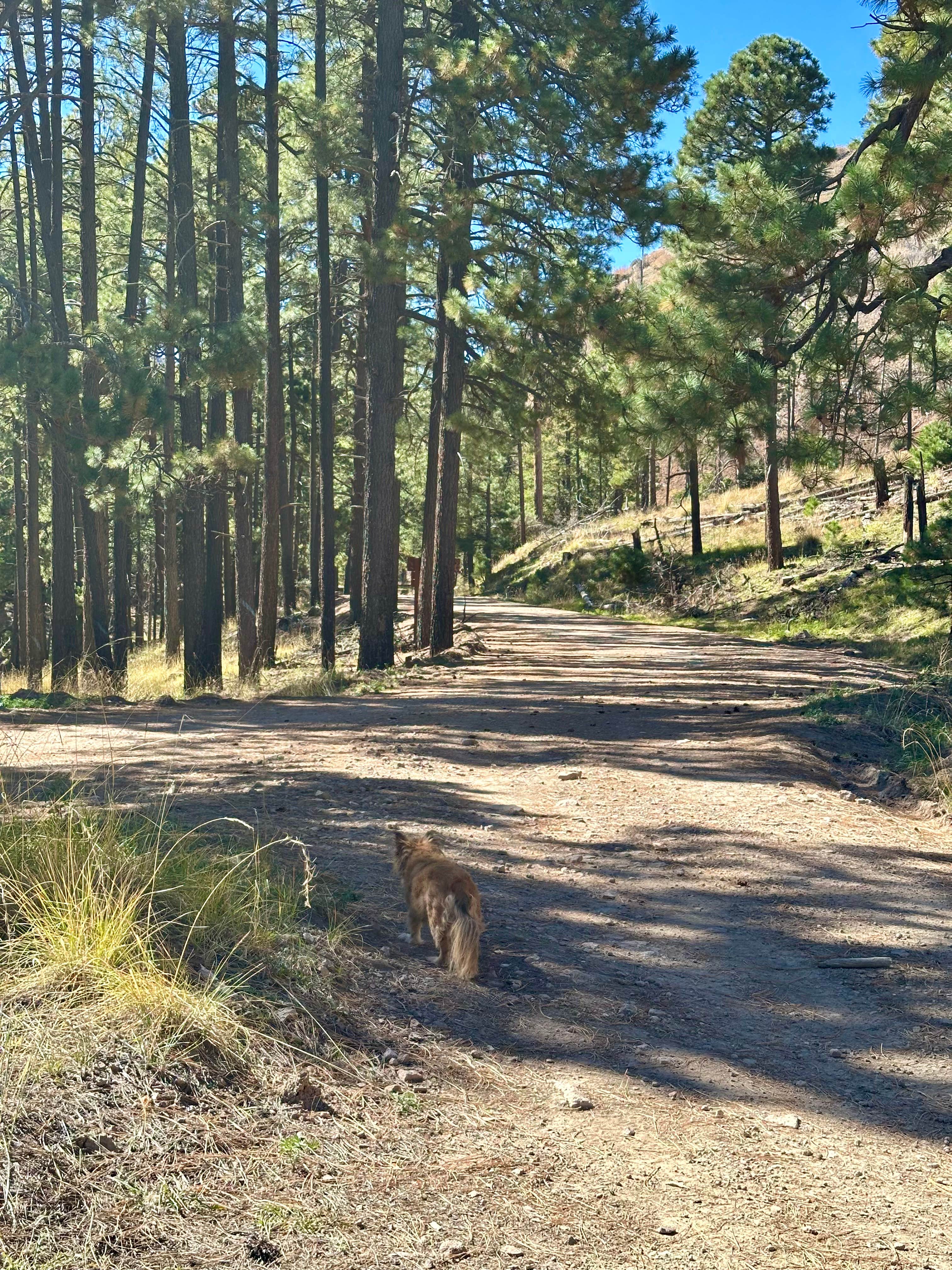 Camper-submitted photo at FS Road 42 Dispersed near Rodeo, NM