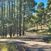 Review photo of FS Road 42 Dispersed by Fraun P., November 20, 2025