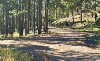 Fraun P.'s photo of camping with pets at FS Road 42 Dispersed near Elfrida, AZ